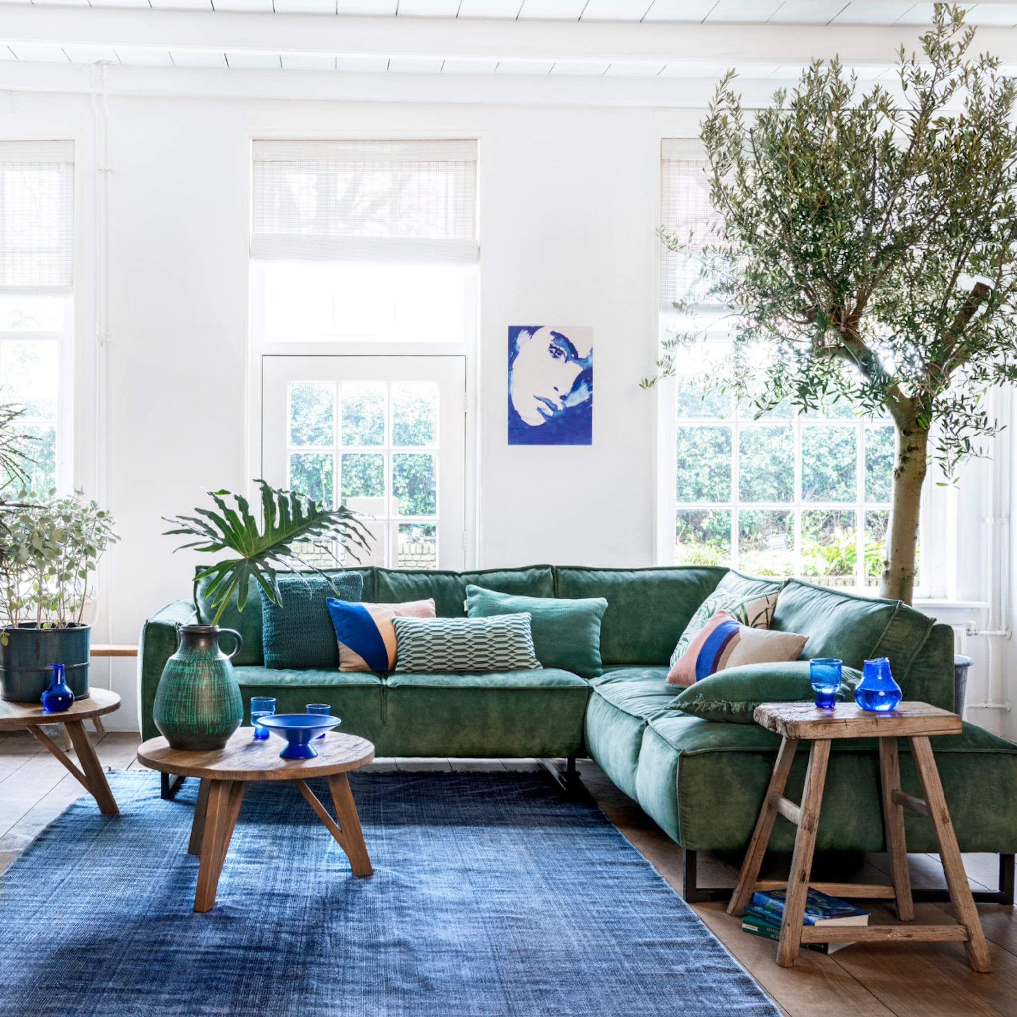 de olijfboom als kamerplant