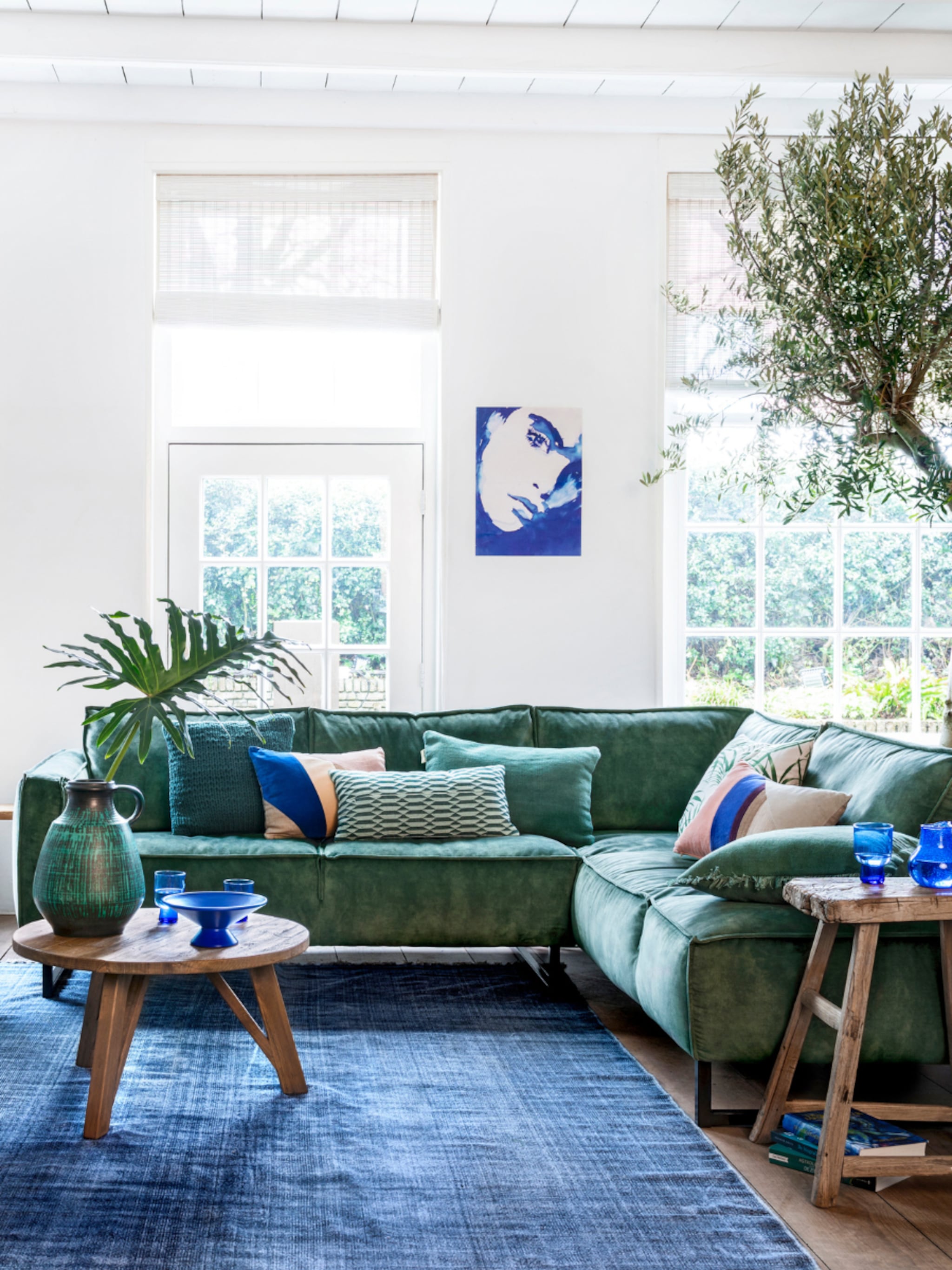 de olijfboom als kamerplant