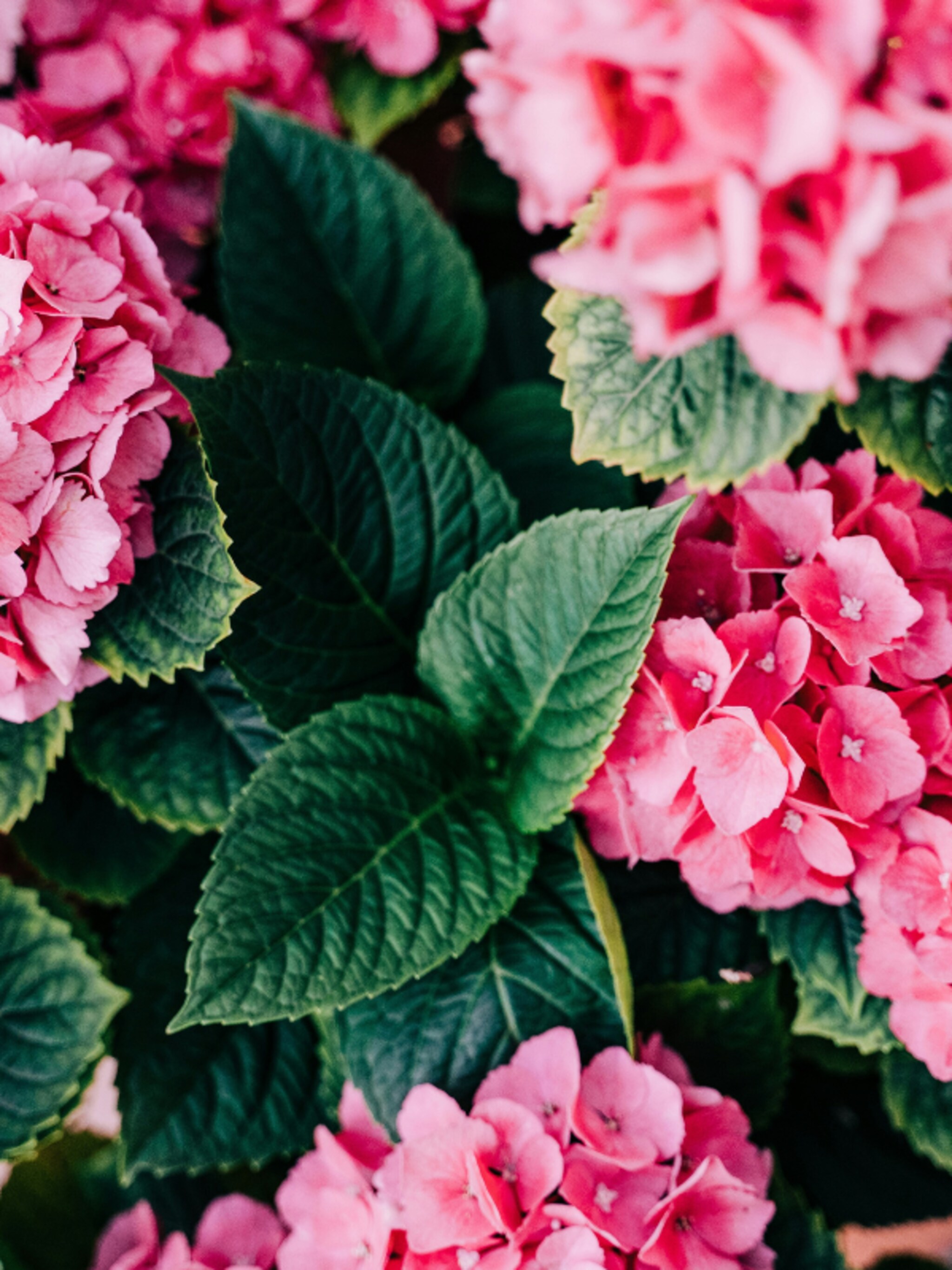 rododendron roseum elegans