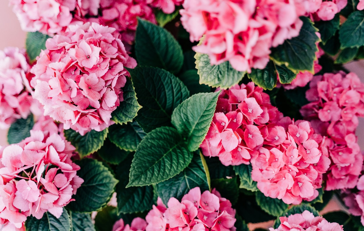 Rododendron Roseum Elegans - Gabriella Clare Marino via Unsplash Gabriella Clare Marino via Unsplash