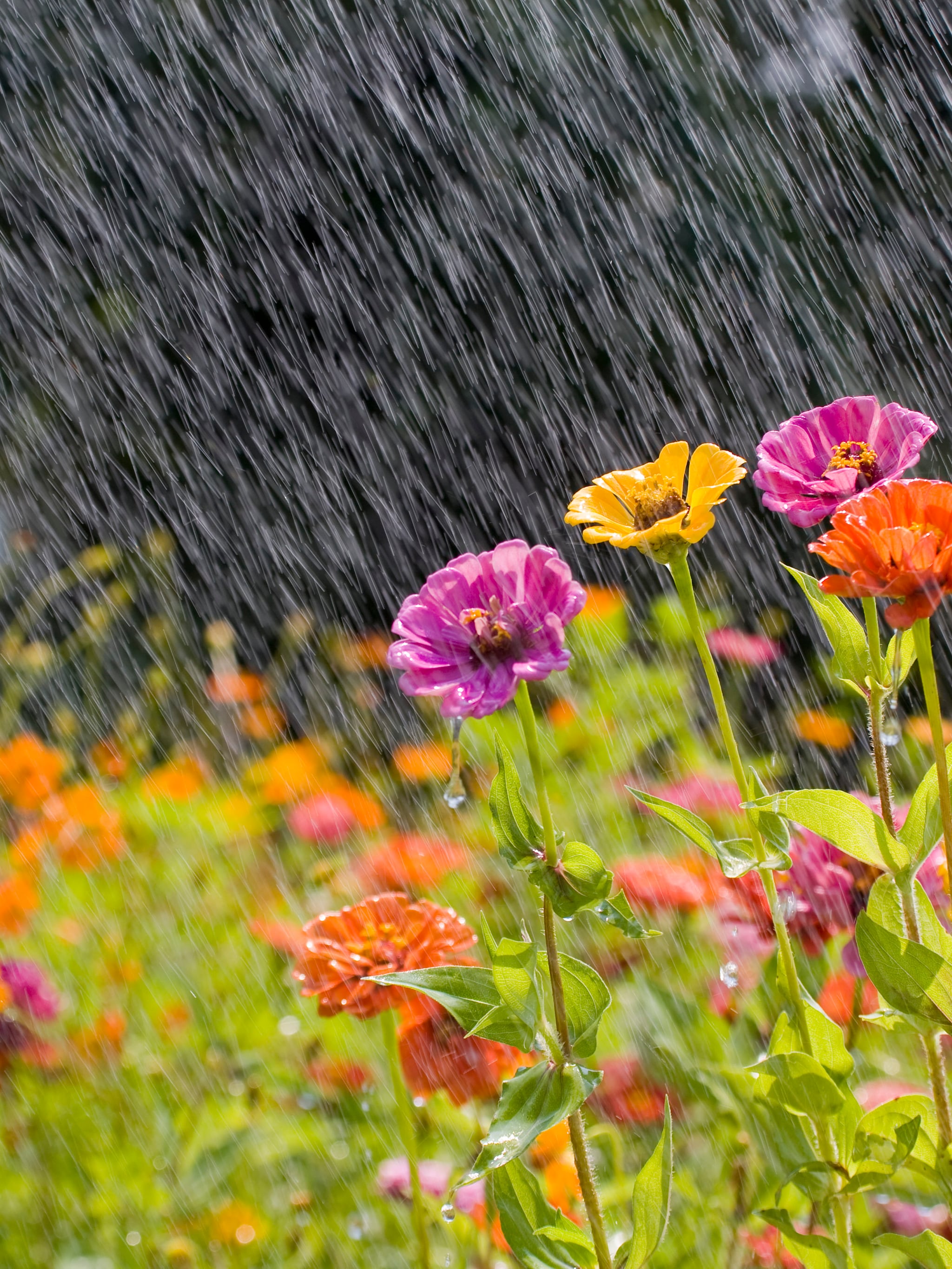 gevolgen van nat voorjaar voor tuin