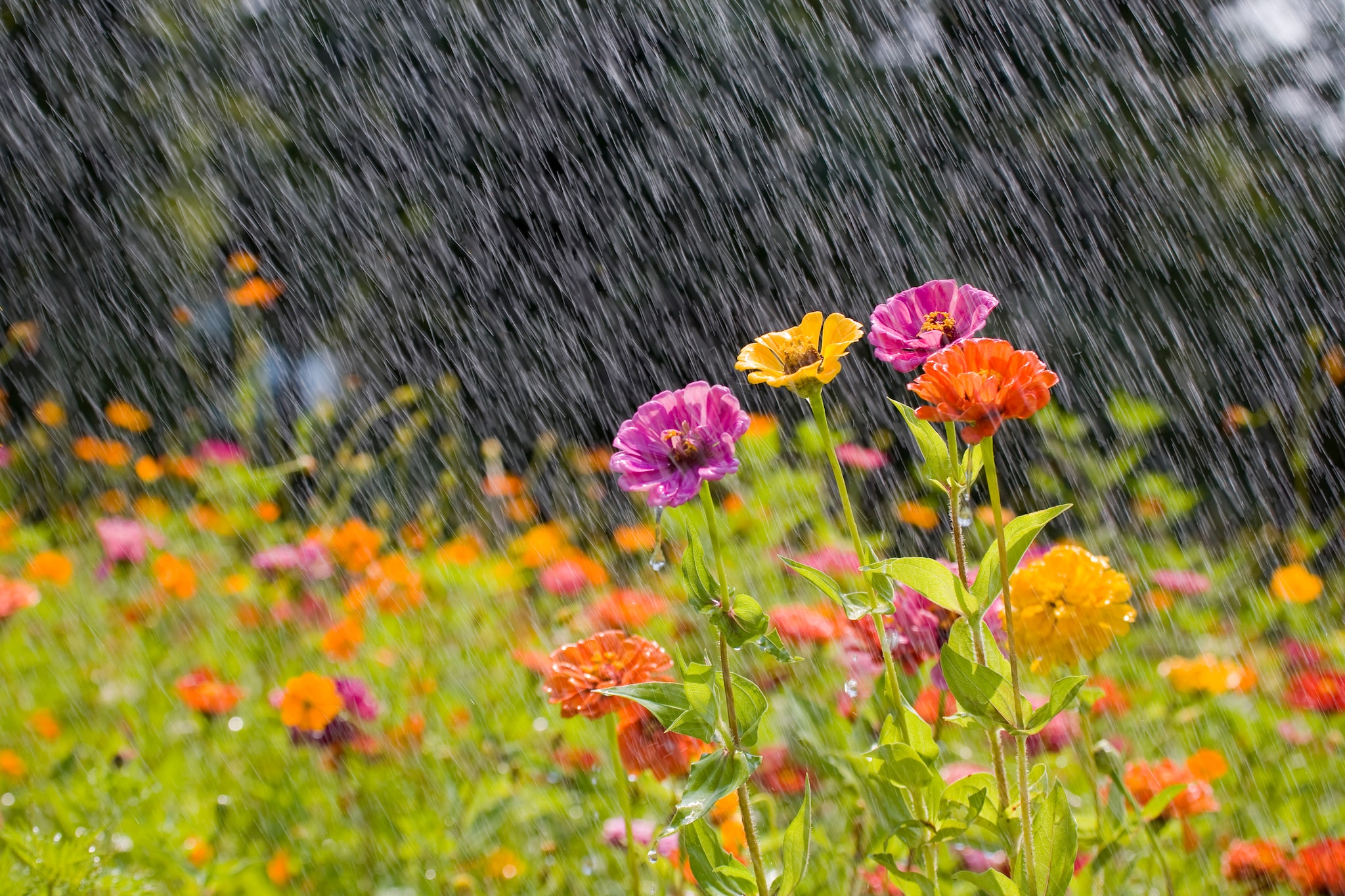 Veel water in je tuin? Deze planten kunnen tegen natte voeten Getty Images