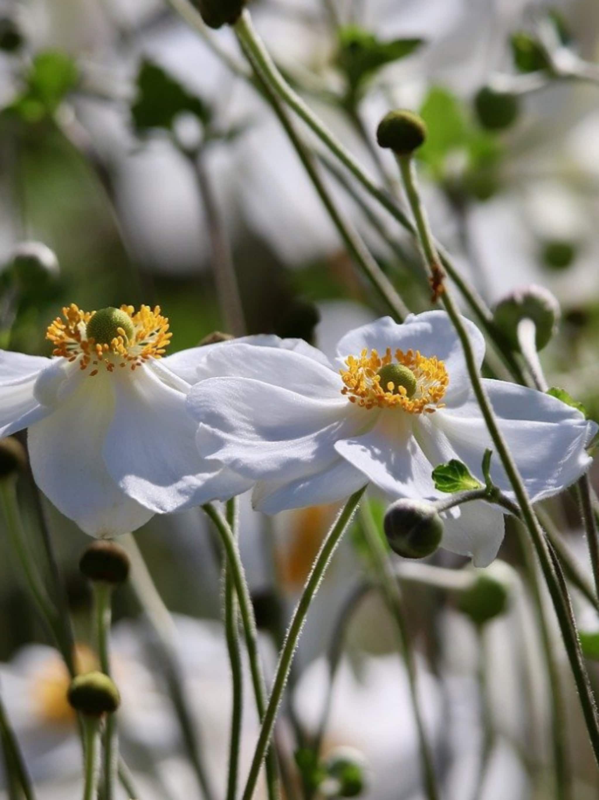 beplantingsplan voor een witte border