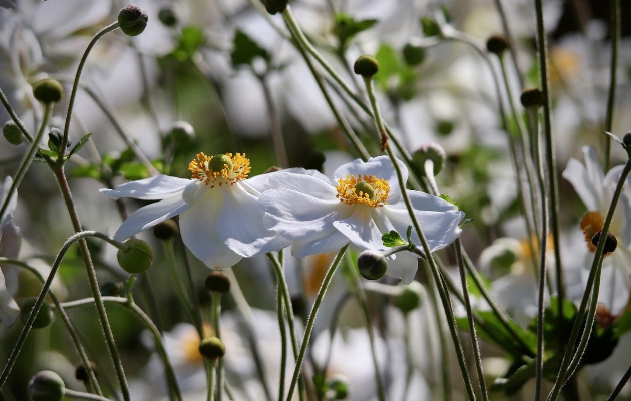 Japanse anemoon. fotografie Annette Meyer via Pixabay