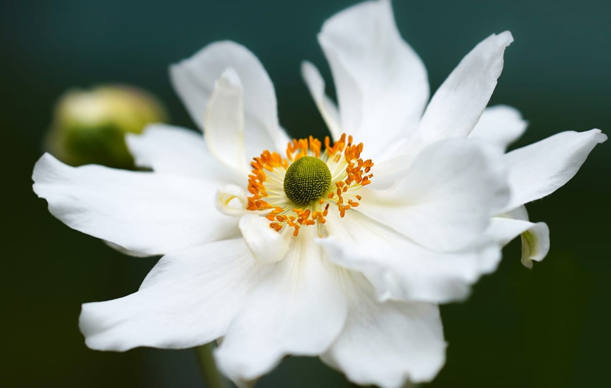 Witte herfstanemoon of Japanse anemoon, Anemone hybrida Pixabay