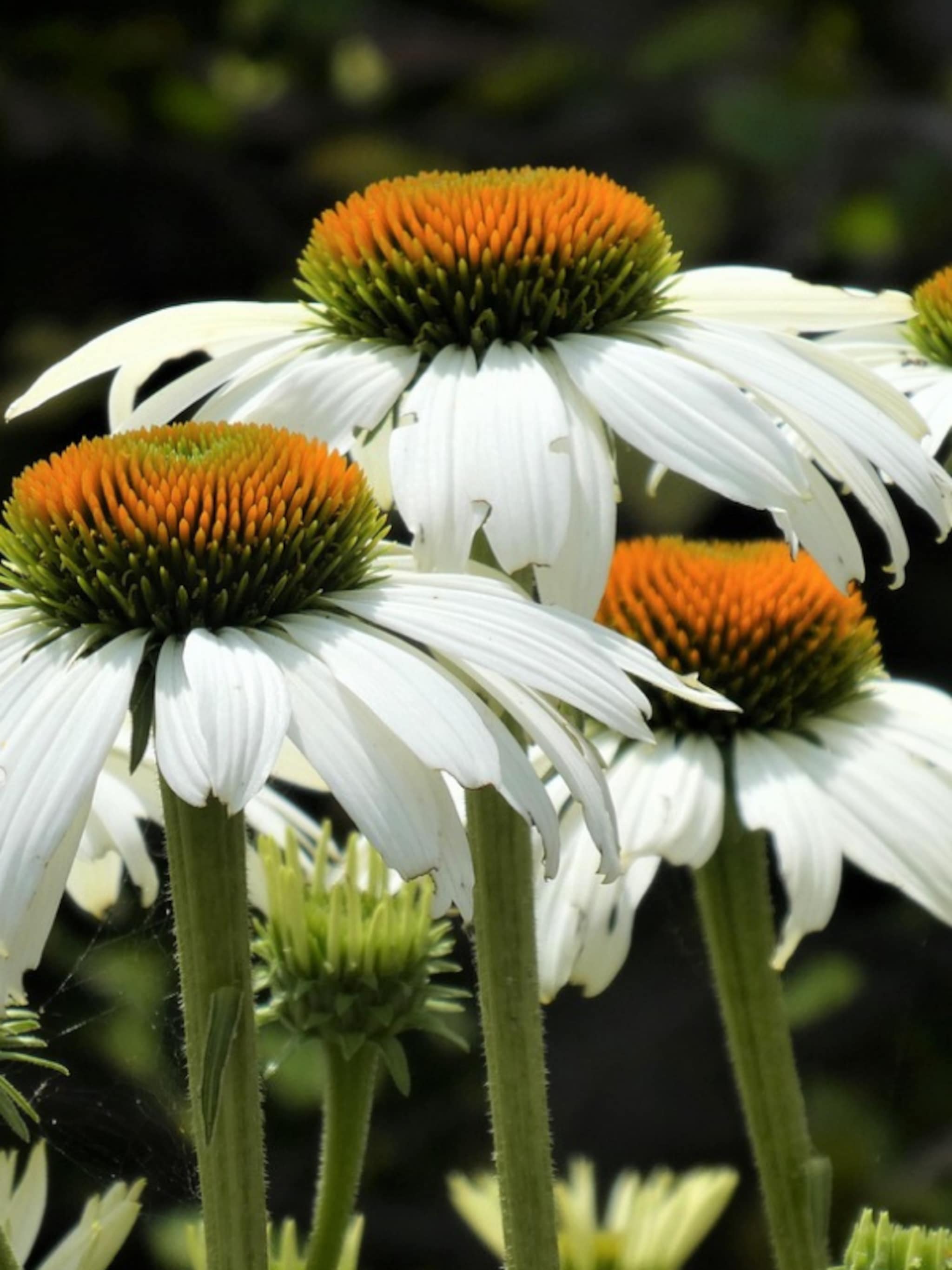 rode zonnehoed white lustre