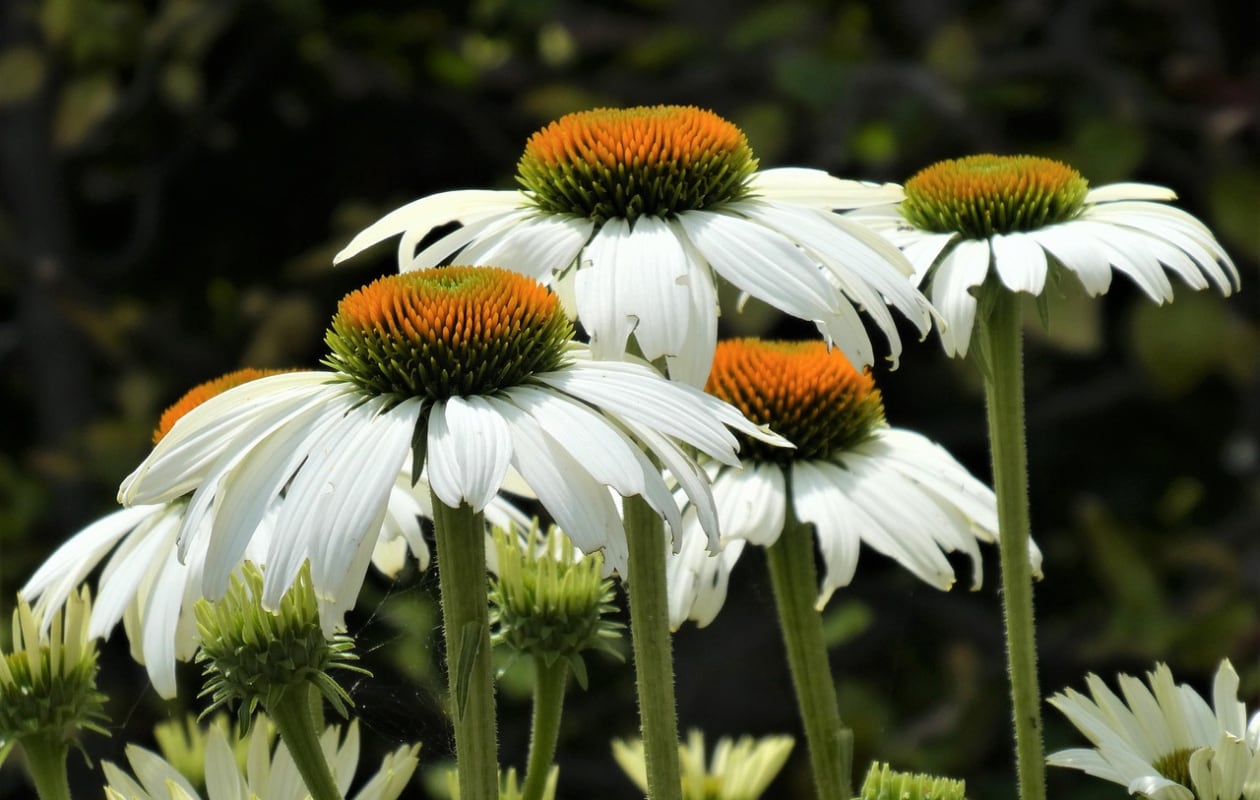 Echinacea purpurea ‘White Lustre’ Pixabay