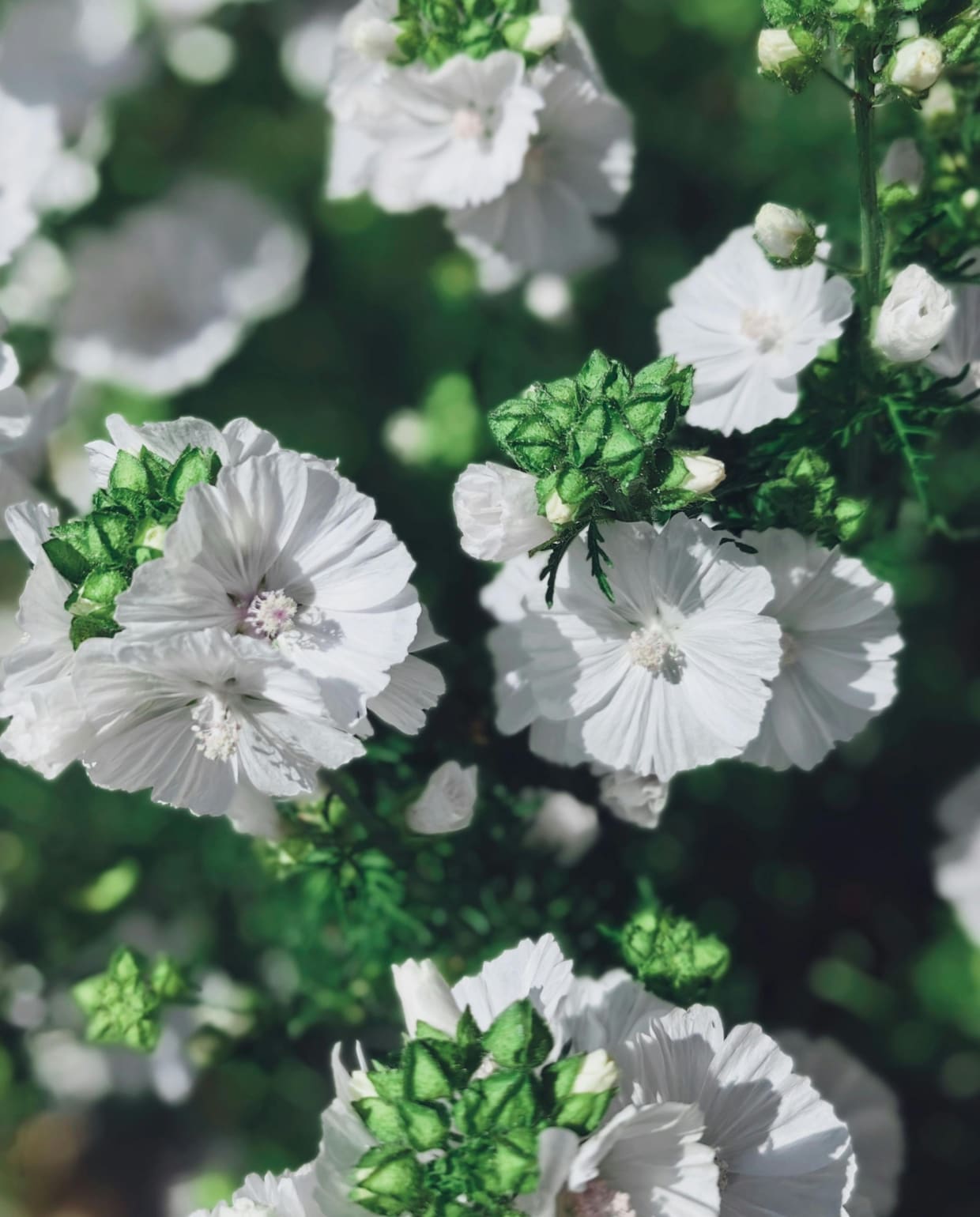 muskuskaasjeskruid Malva moschata 'Alba' Pexels