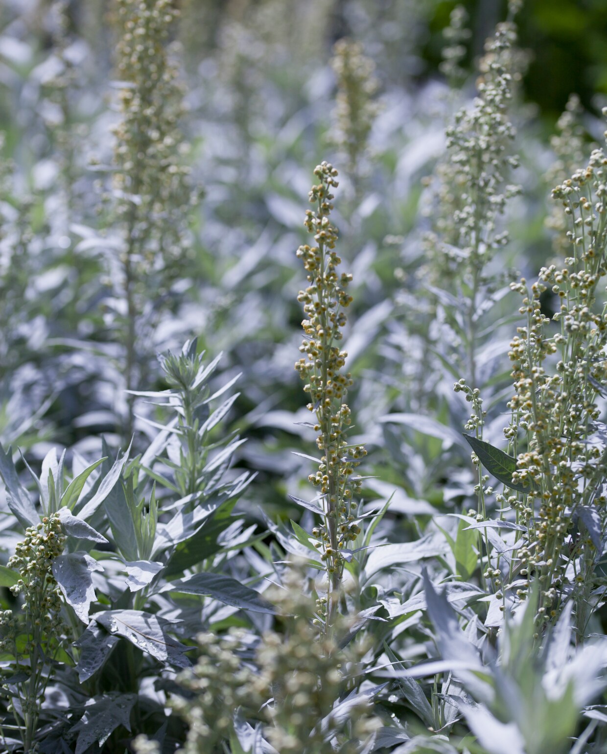 Artemisia ludoviciana 'Silver Queen' bijvoet Getty Images