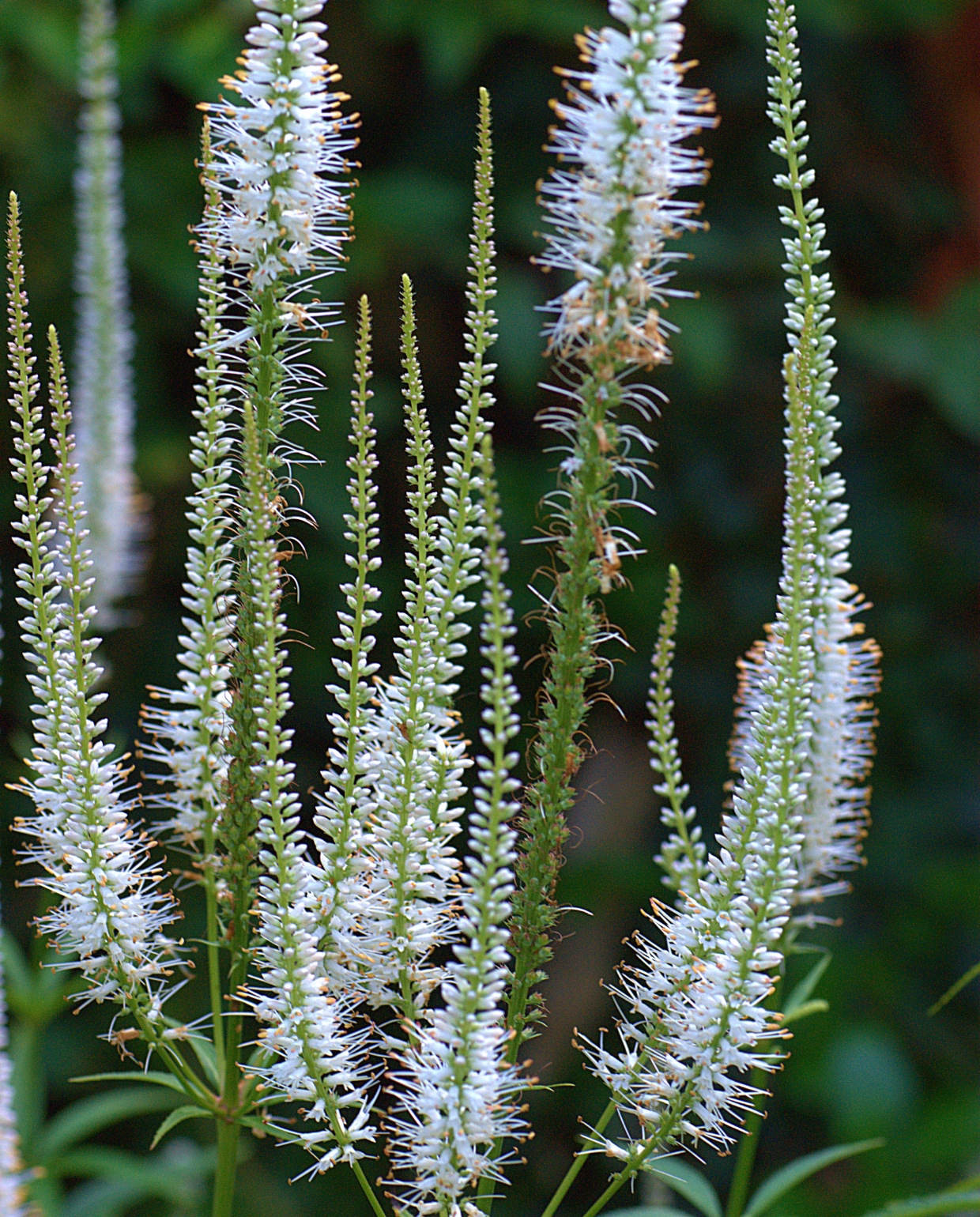 De virginische ereprijs Veronicastrum virginicum 'Roseum' Getty Images