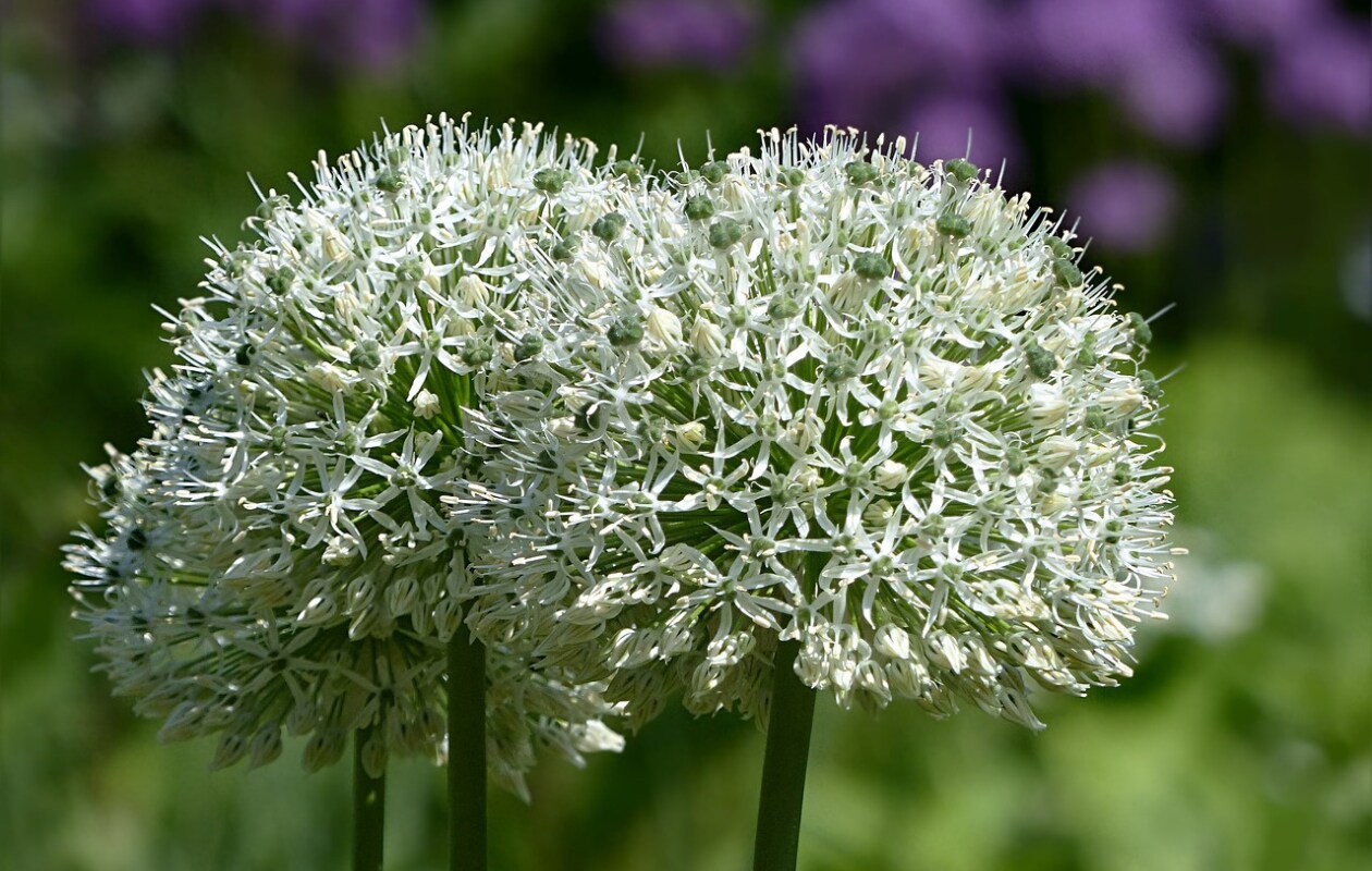 sierui Allium 'Mount Everest' Pixabay
