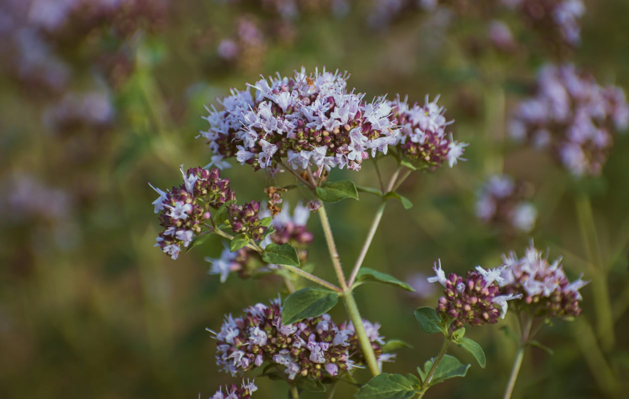 De Origanum vulgare 'Thumble's Variety' is de echte of wilde marjolein : foto van Nikolett Emmert van Unsplash foto van Nikolett Emmert van Unsplash