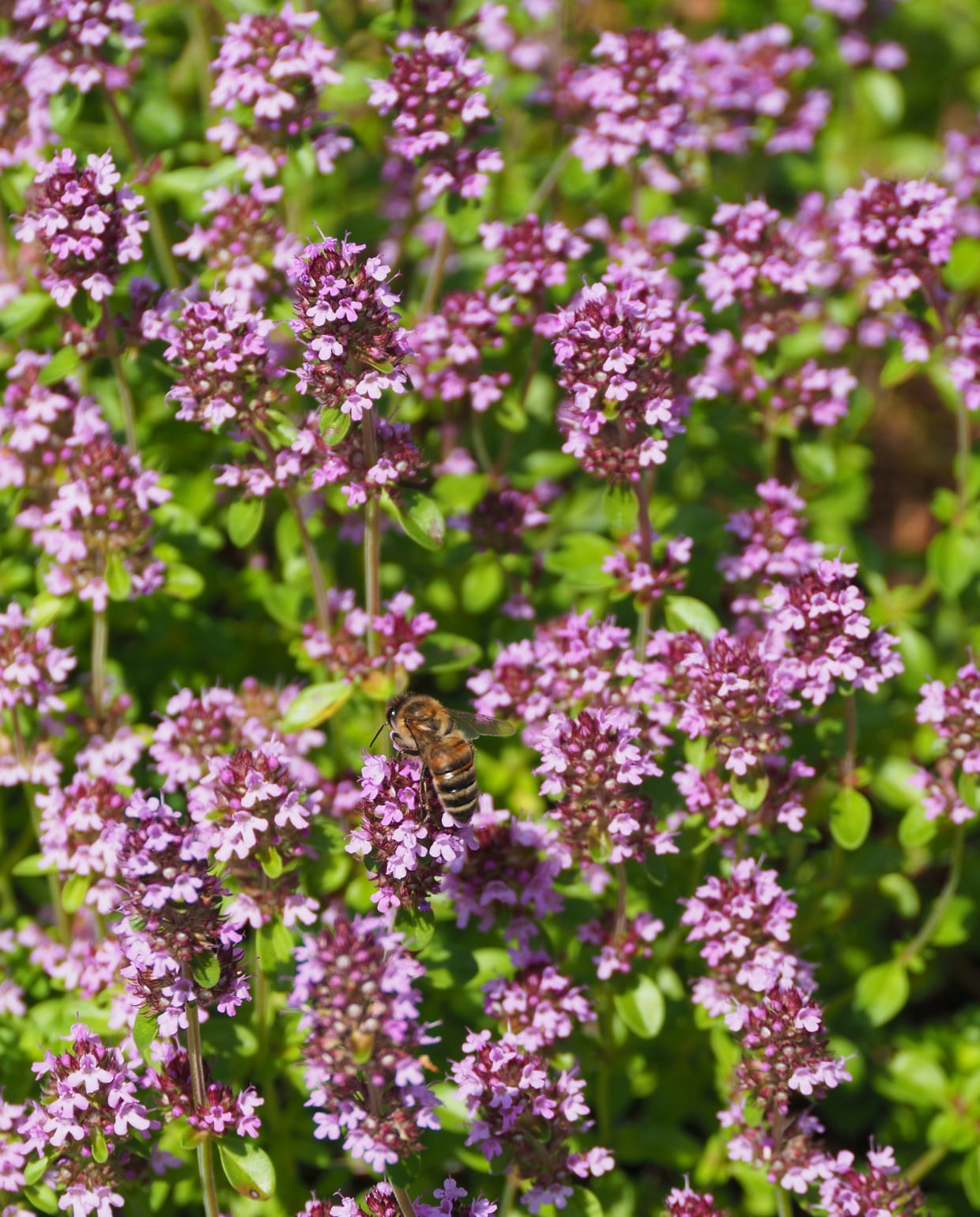 Keukentijm, Thymus vulgaris, komt uit de Maquis van het Middellandse-Zeegebied : foto van Aleksandra Sapozhnikova via Unsplash foto van Aleksandra Sapozhnikova via Unsplash