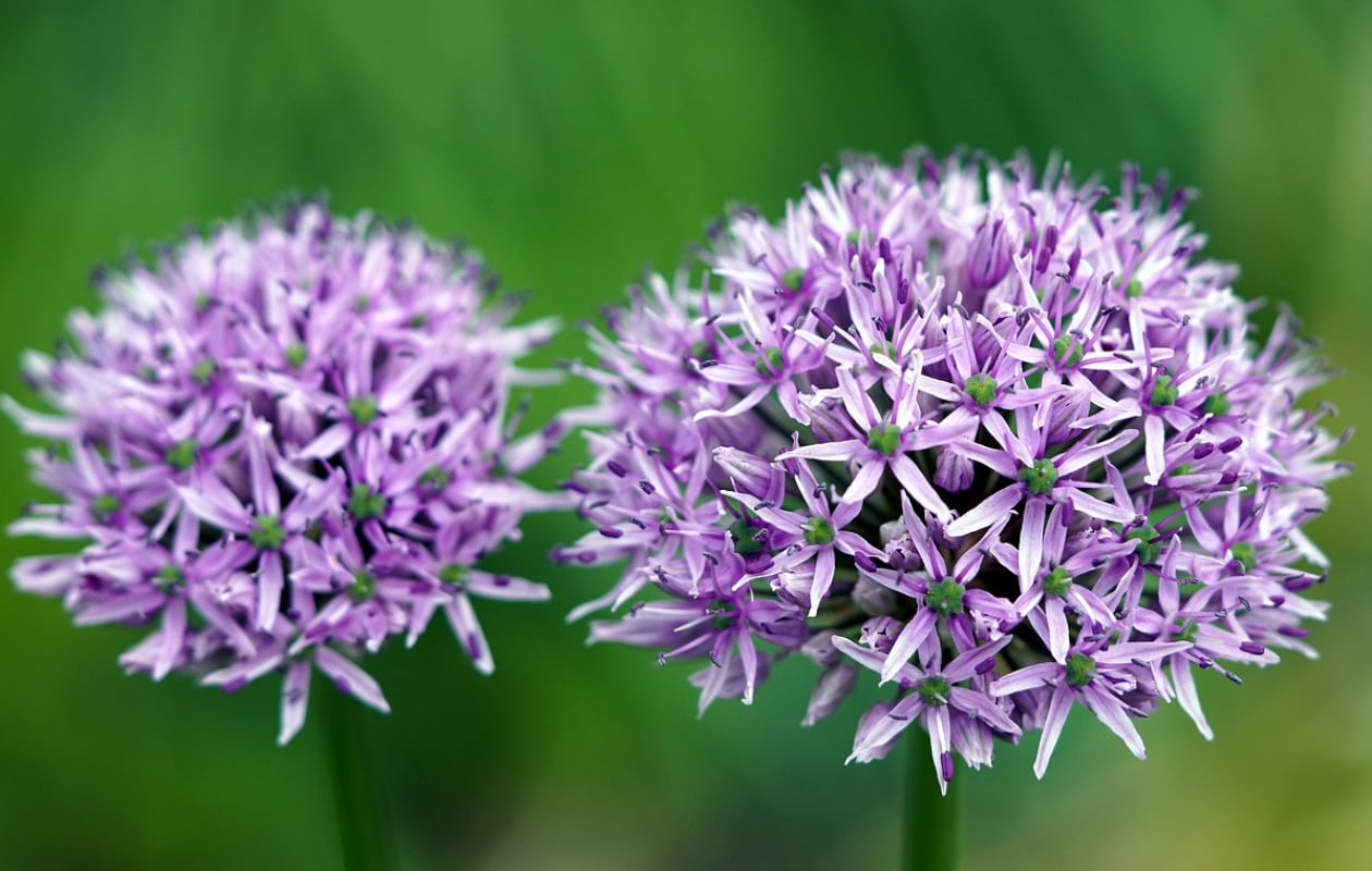 Allium 'Globemaster' Pixabay
