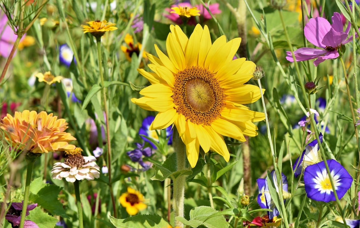 9 typische zomerbloemen die de tuin én het interieur laten stralen Pixabay
