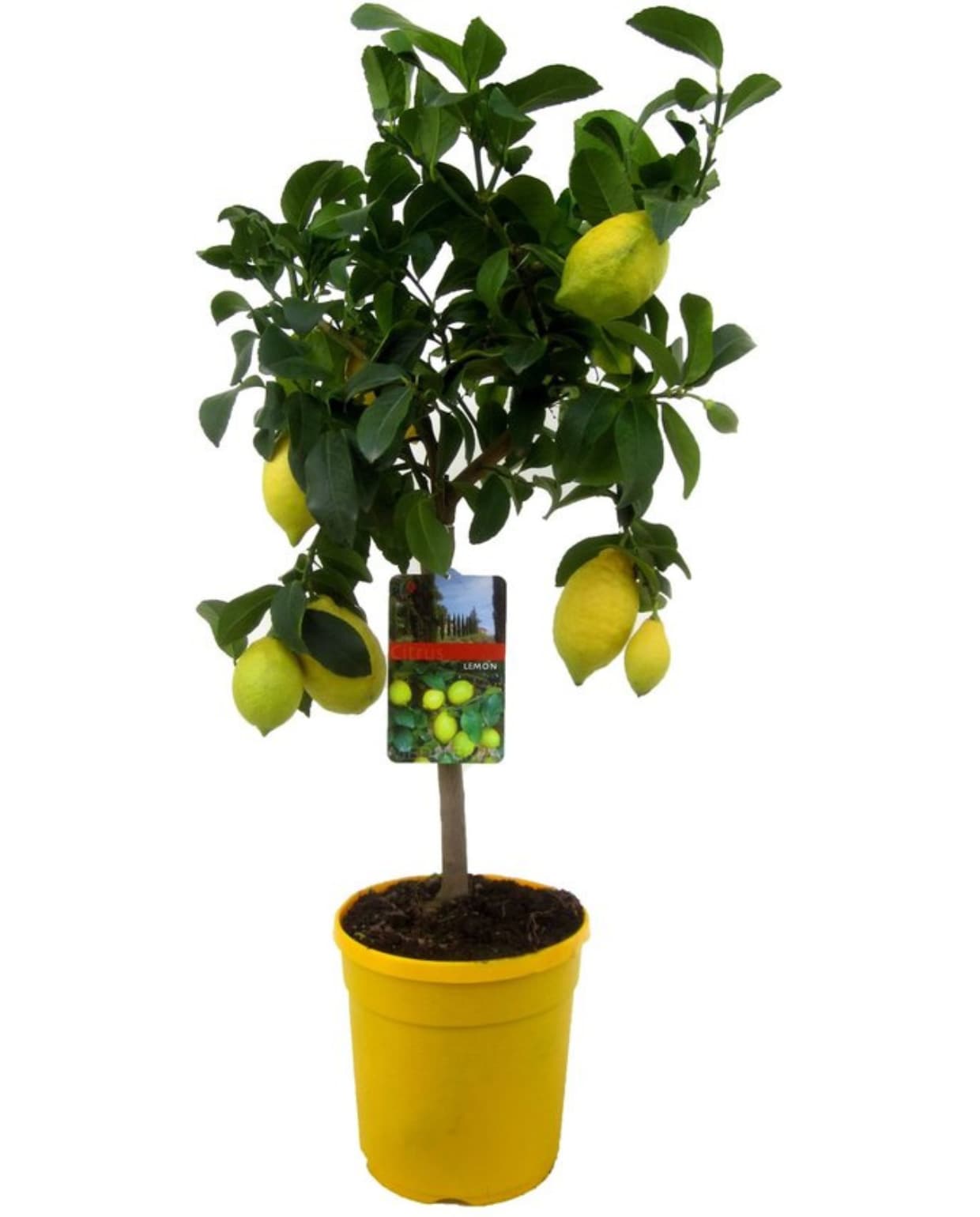 Plant in a Box - Citrus Limon - Citroenboom - Kamerplant - Mediterrane fruitboom - Pot 19cm - Hoogte 60-70cm Bol.