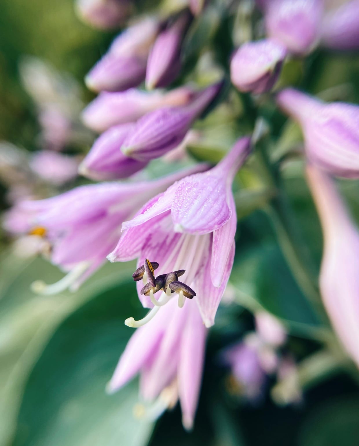 De Hosta sieboldiana ‘Elegans’ voelt zich het fijnste in de schaduw of half-schaduw. Pexels