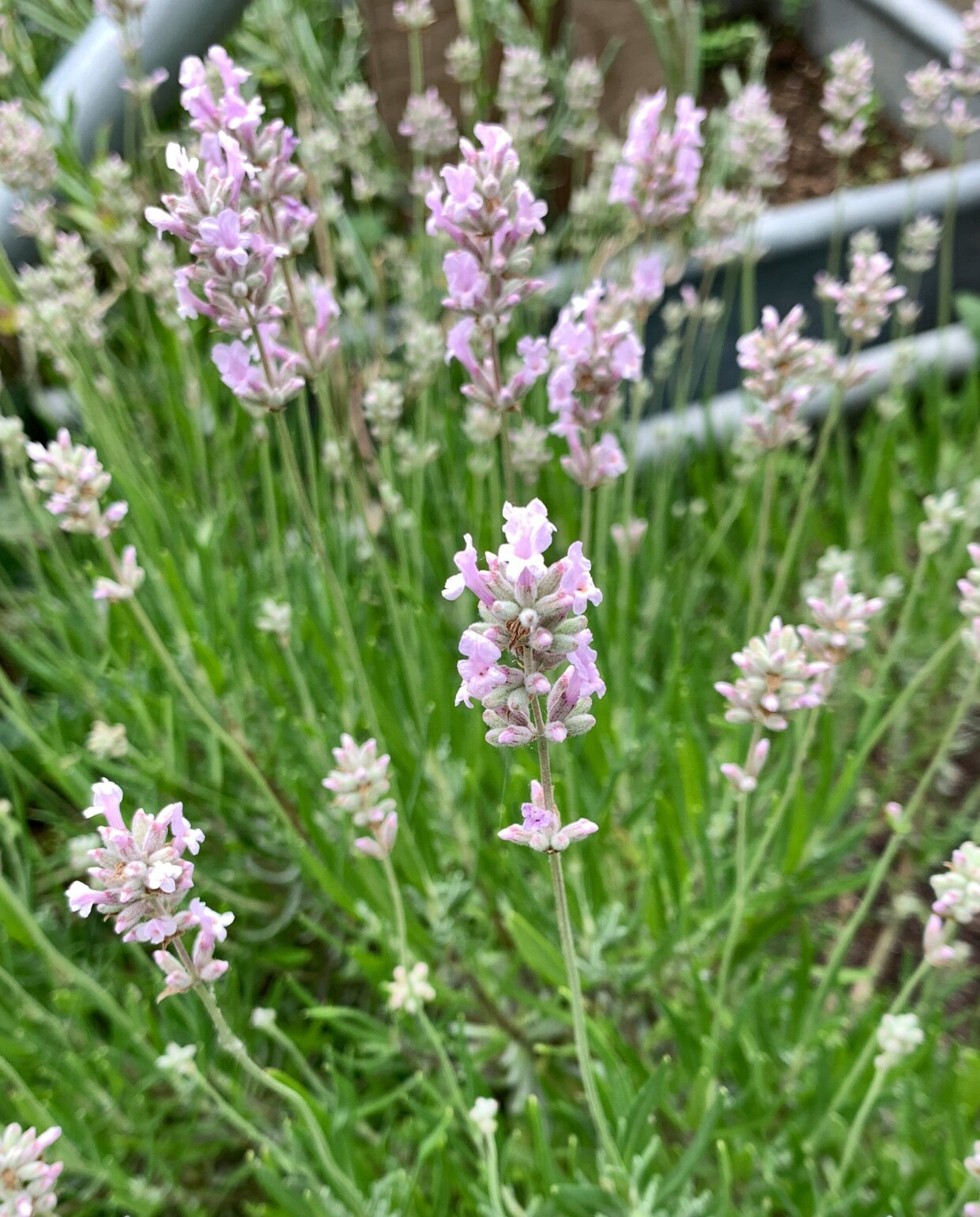 roze lavendel : foto van Katrina Wright via Unsplash foto van Katrina Wright via Unsplash