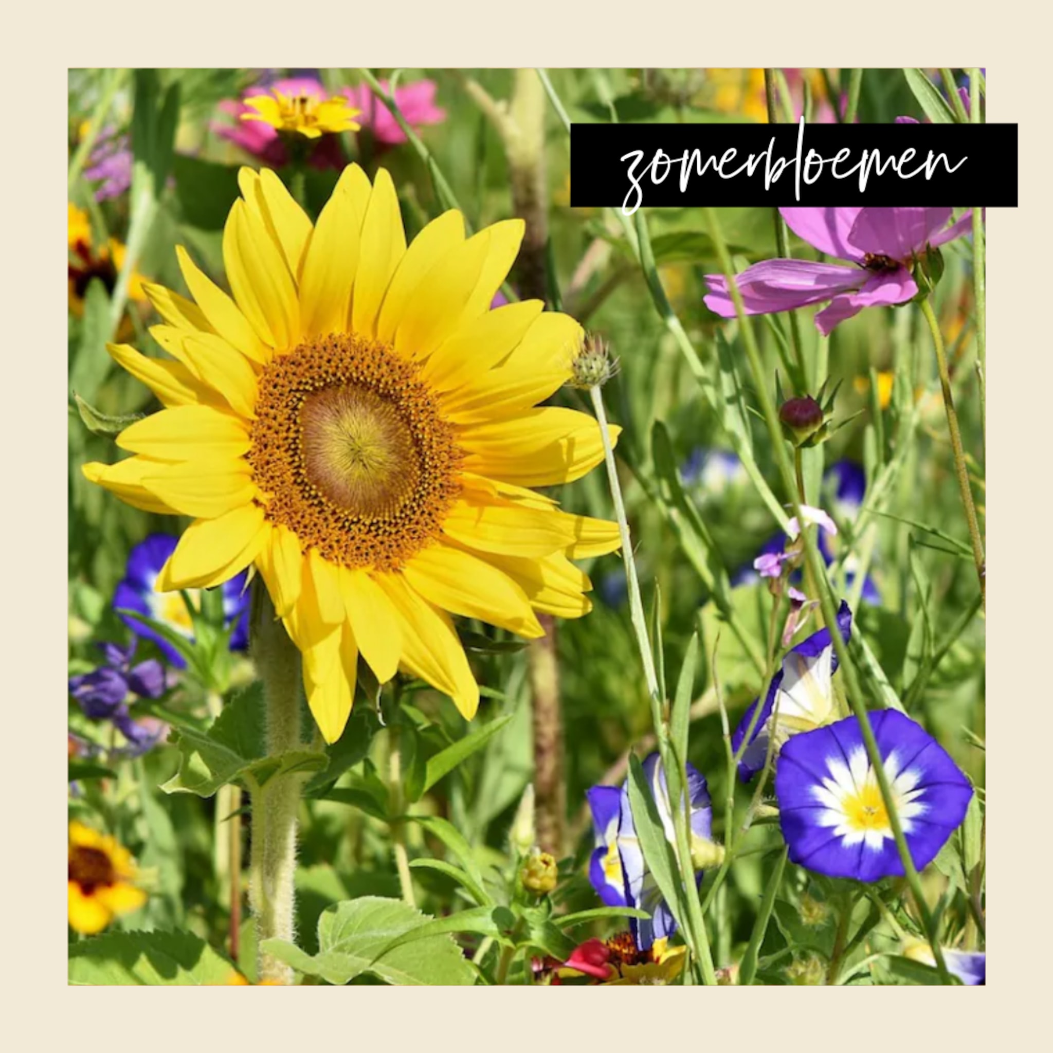 Zomerbloemen in een veld
