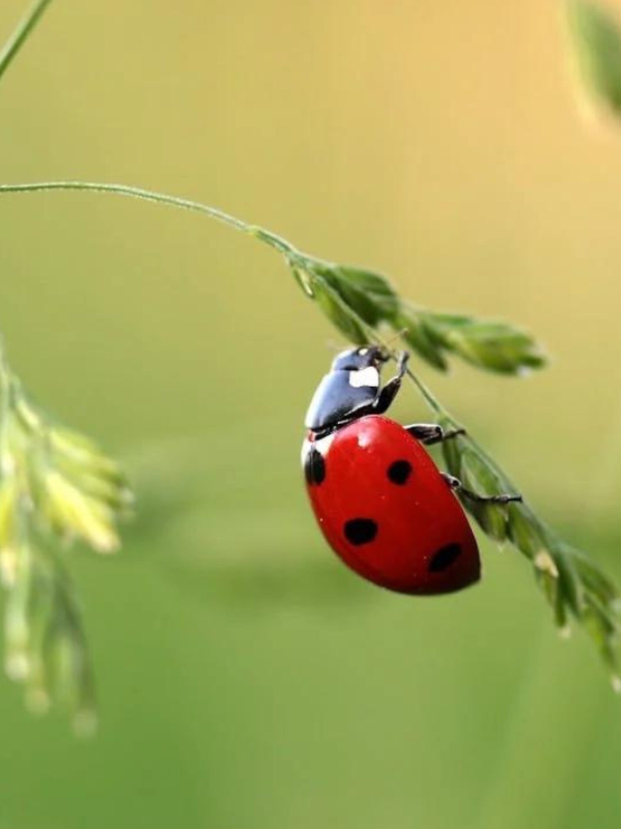 lieveheersbeestjes lokken voor een gezonde tuin