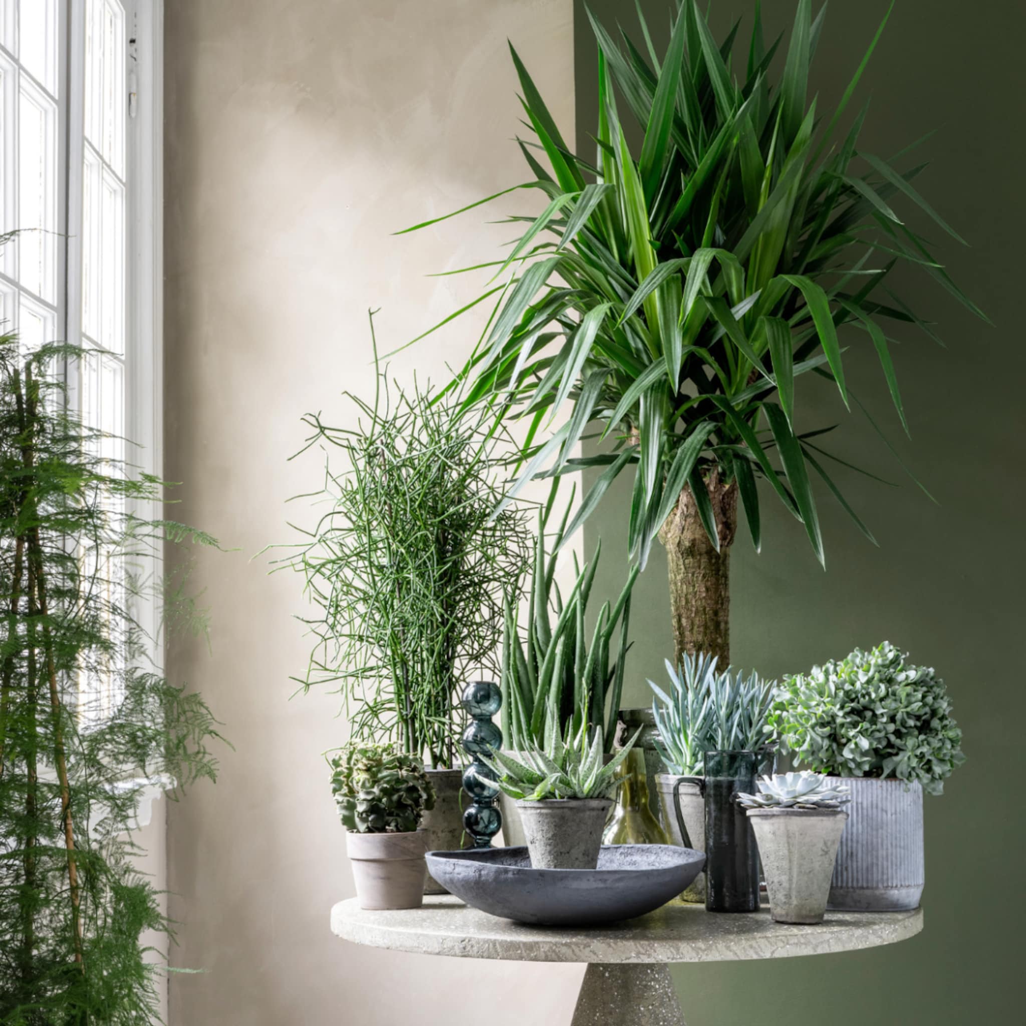 Tafel vol kamerplanten in potten
