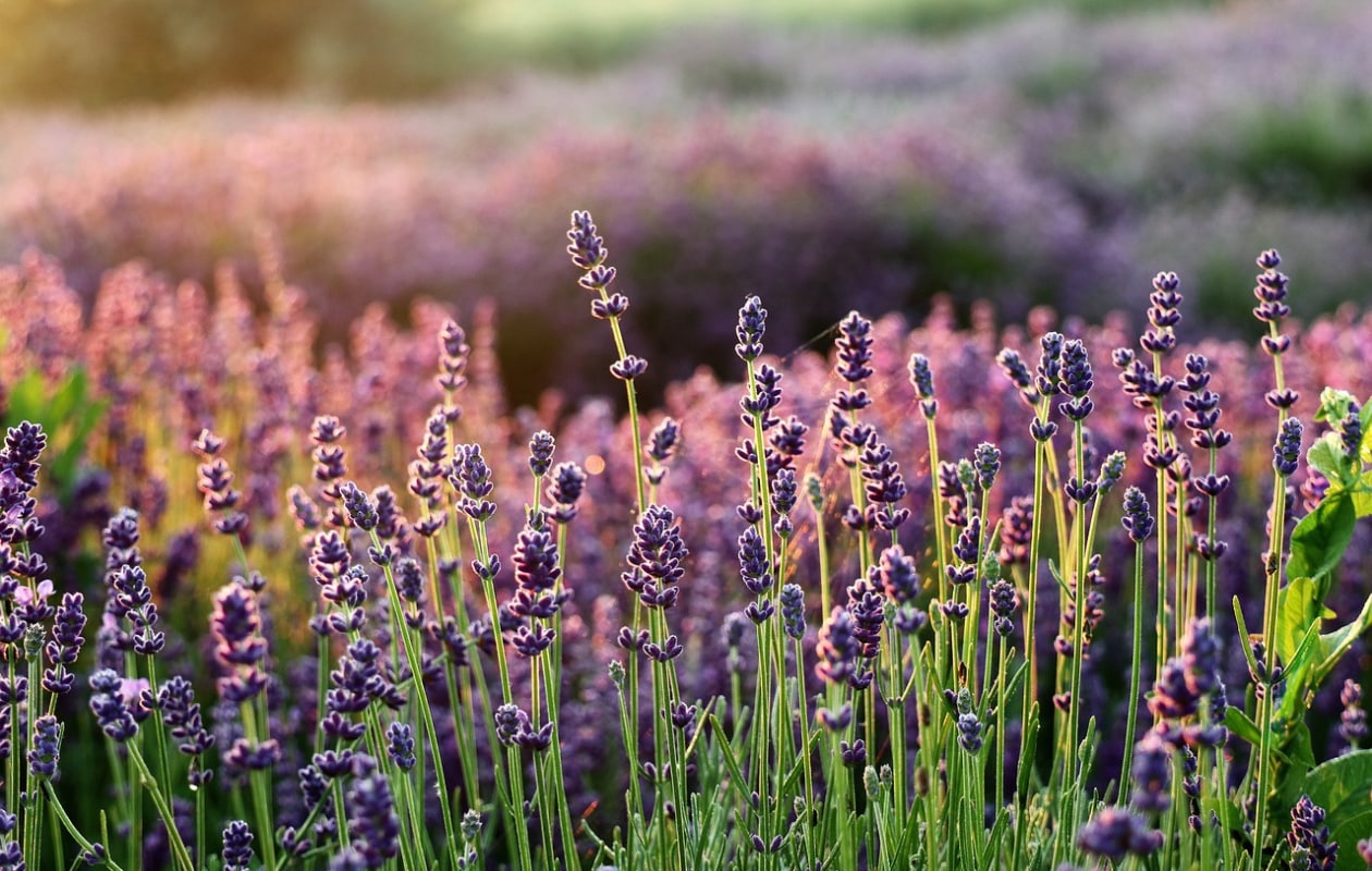 lavendel Pixabay