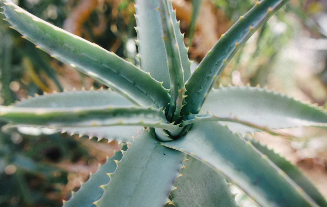 aloe vera Unsplash