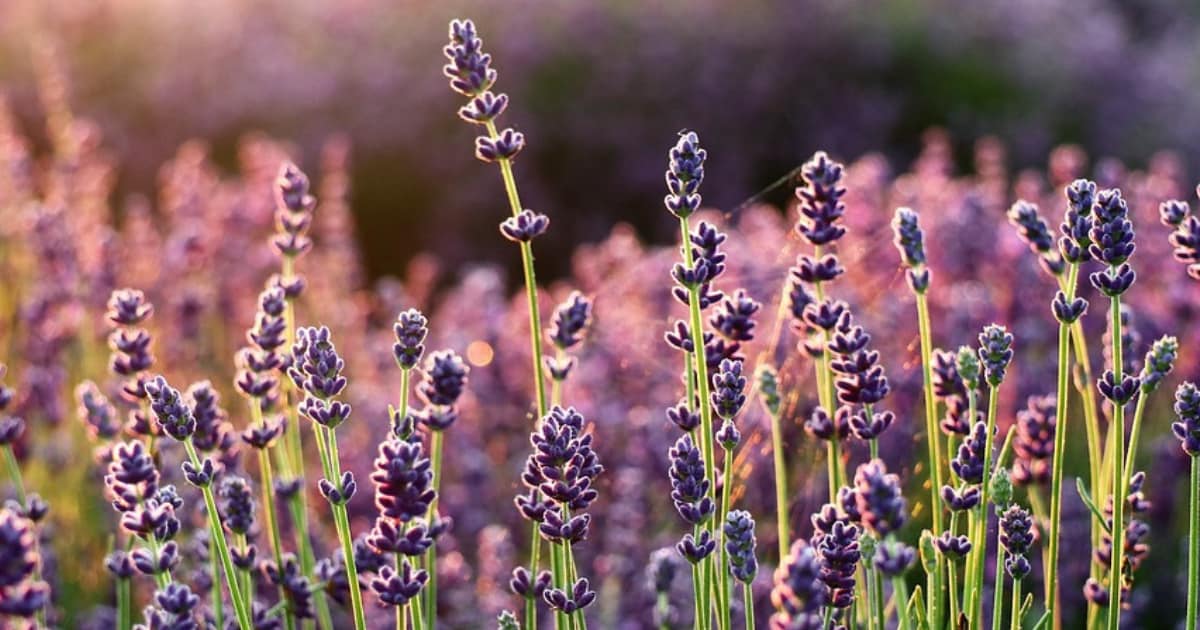 Geneeskrachtige planten in de tuin | vtwonen