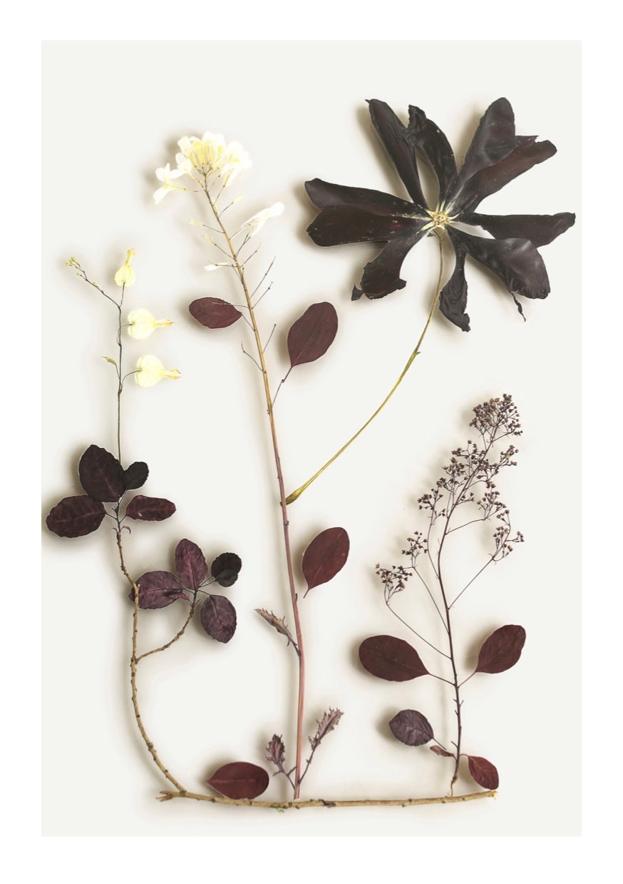 Print A4 Bloemen synthese no 5 € 30,- (vlinderenvogel.com). vtwonen Landelijk 06-2024 | She Loves | Beeld: Atelier Saskia de Valk