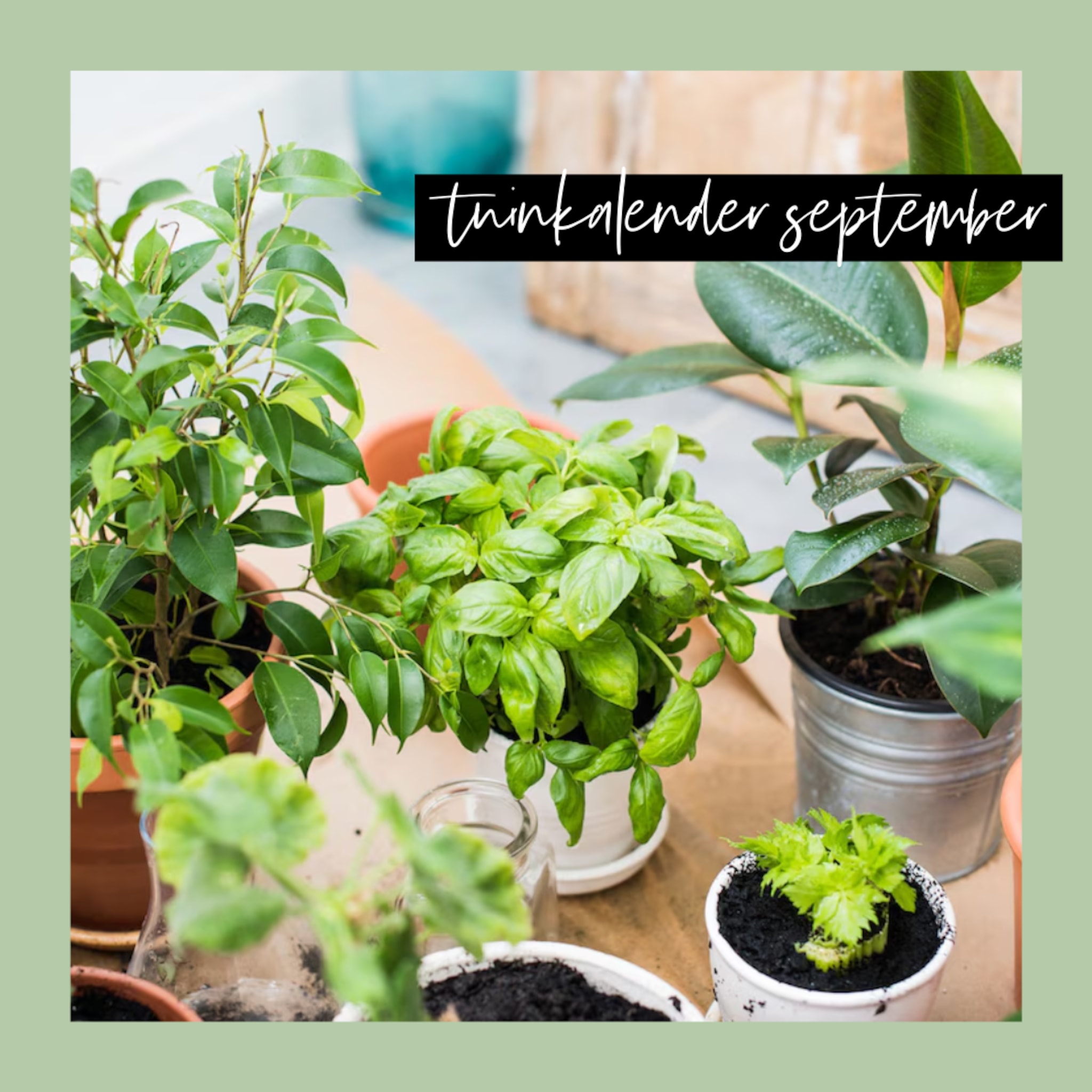 Tuinkalender september