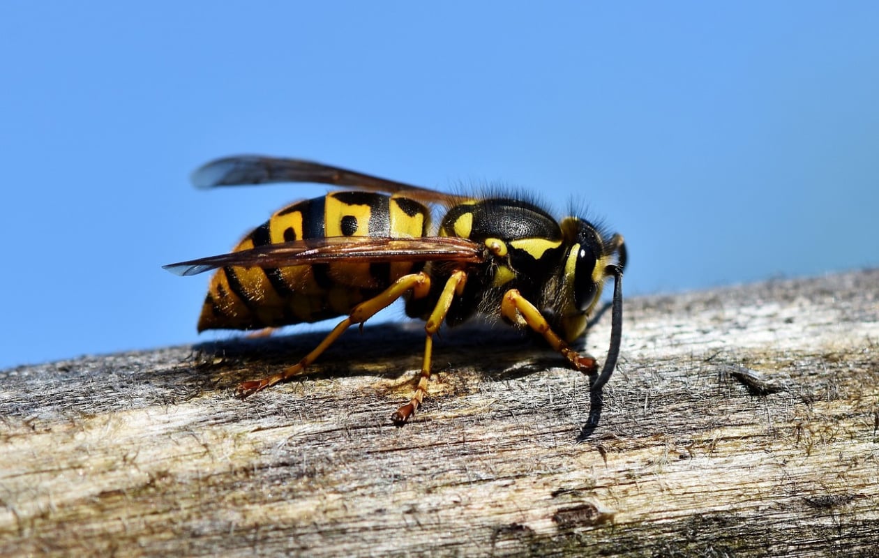 Zo bestrijd je wespen en verwijder je een wespennest Pixabay