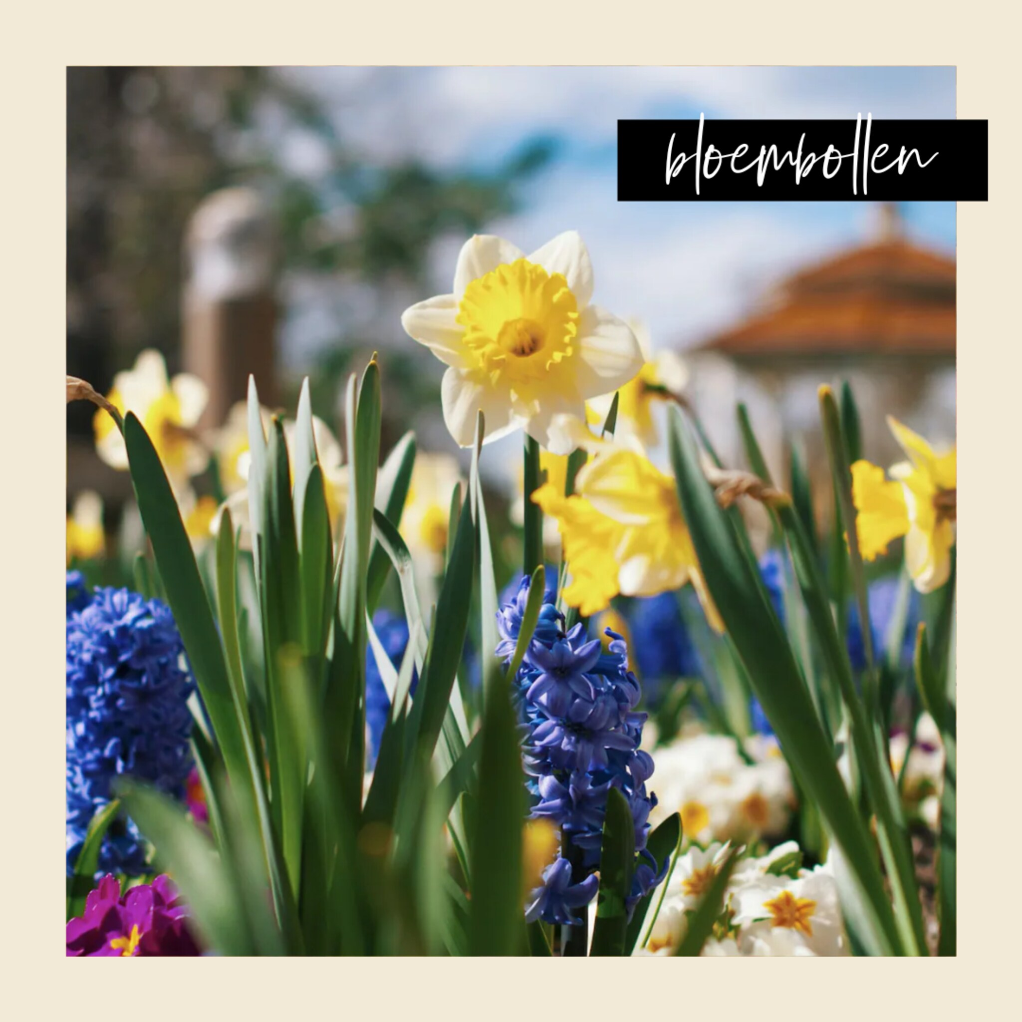 Kleurrijke bloemen