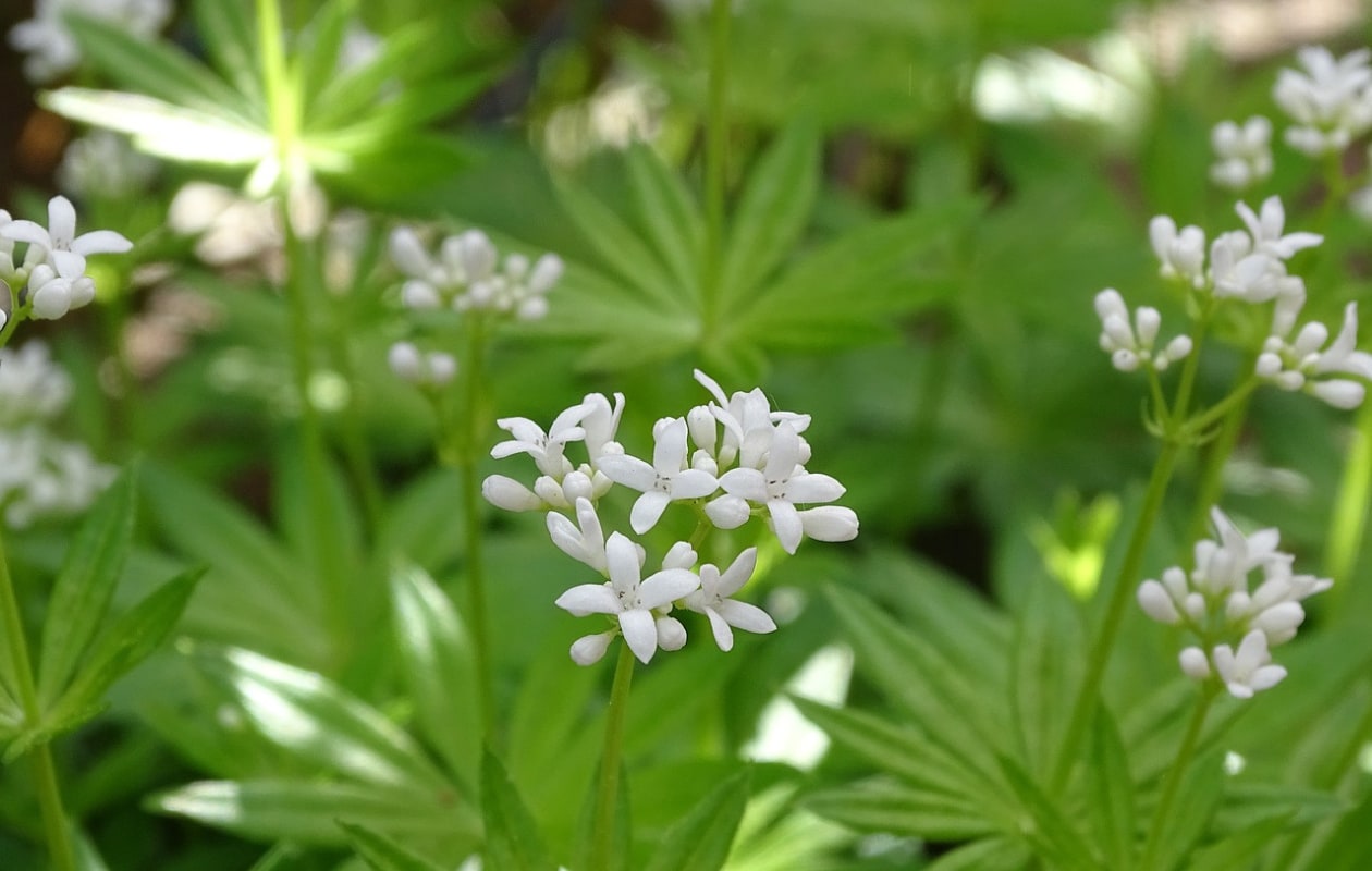 Lievevrouwenbedstro, Galium odoratum Pixabay