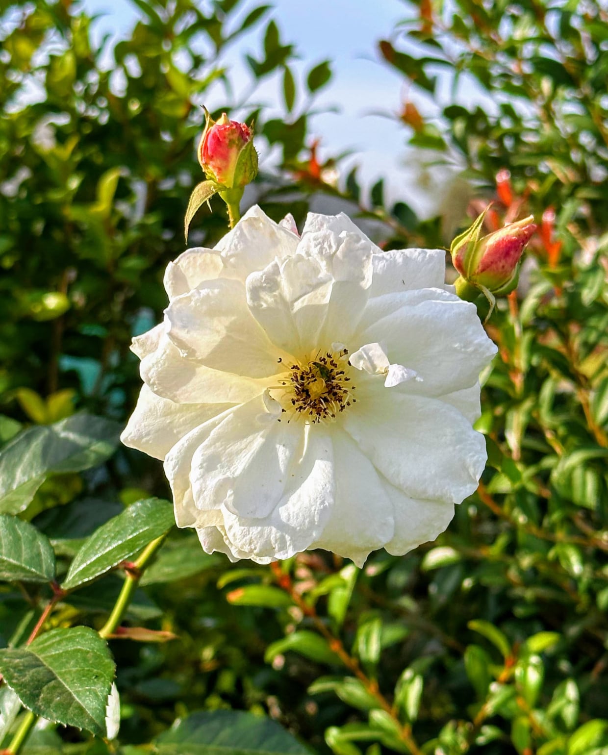 Roos Windrush Unsplash
