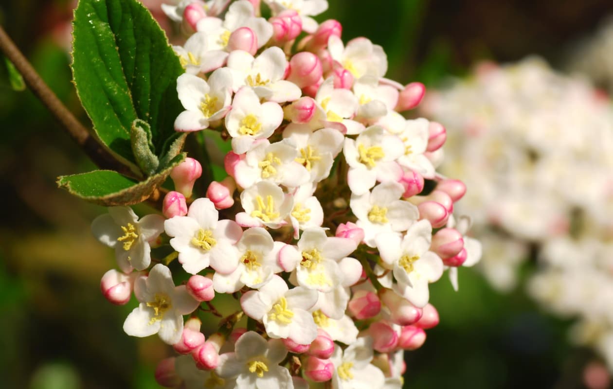 sneeuwbal Viburnum burkwoodii Getty Images