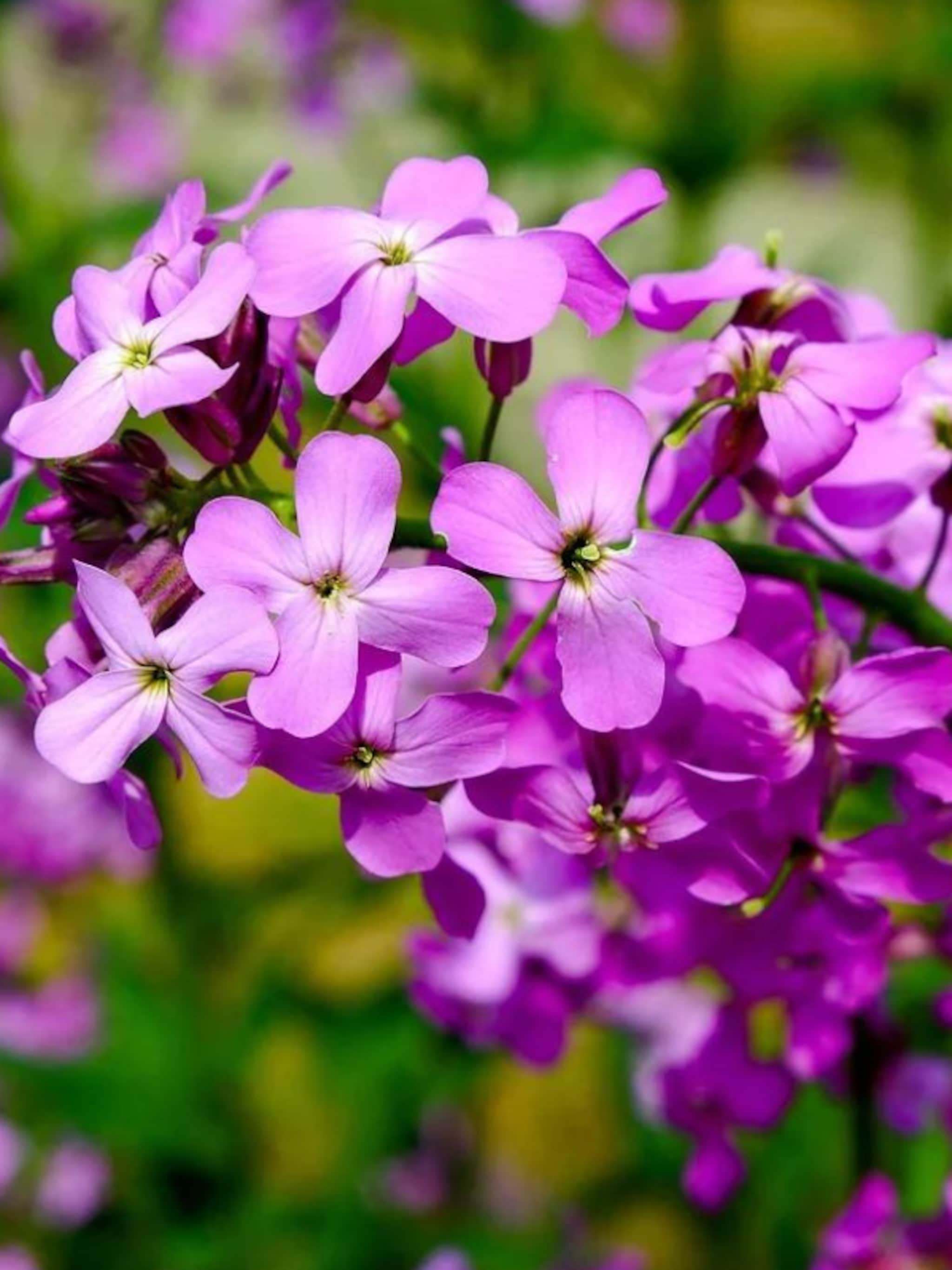 10 geurende planten voor de tuin