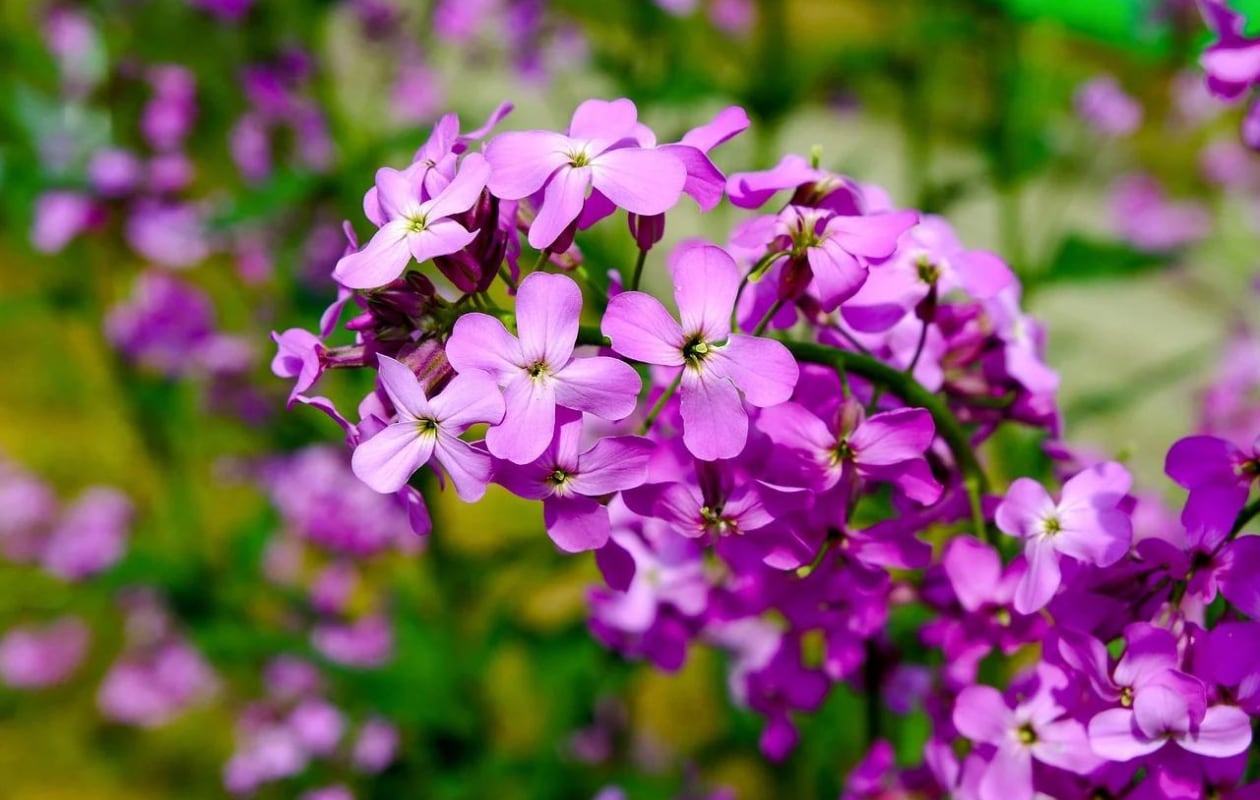 Top 10 geurende planten voor in de tuin: damastbloem (Hesperis matronalis) Pixabay