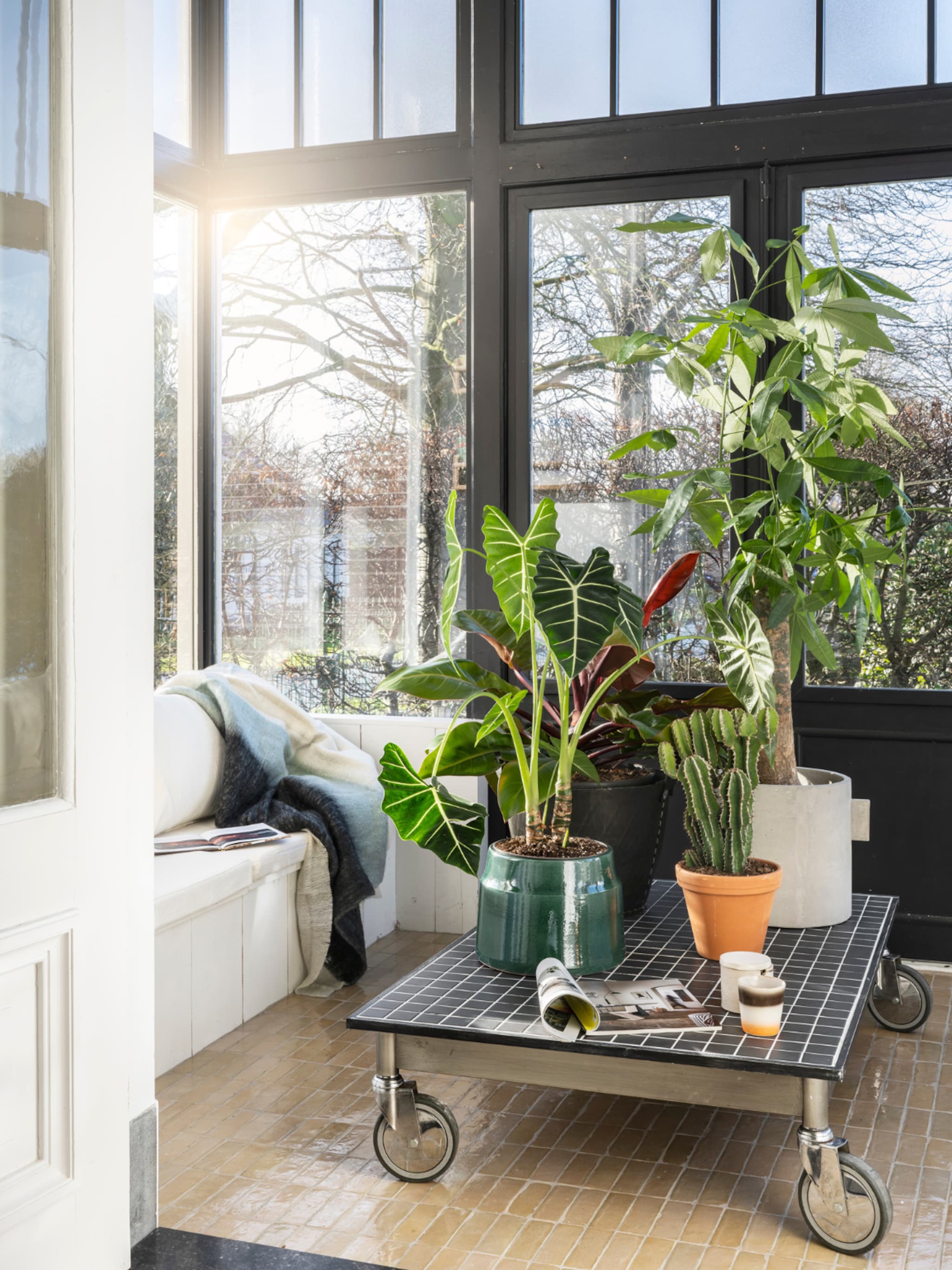 kamerplanten voor in de volle zon