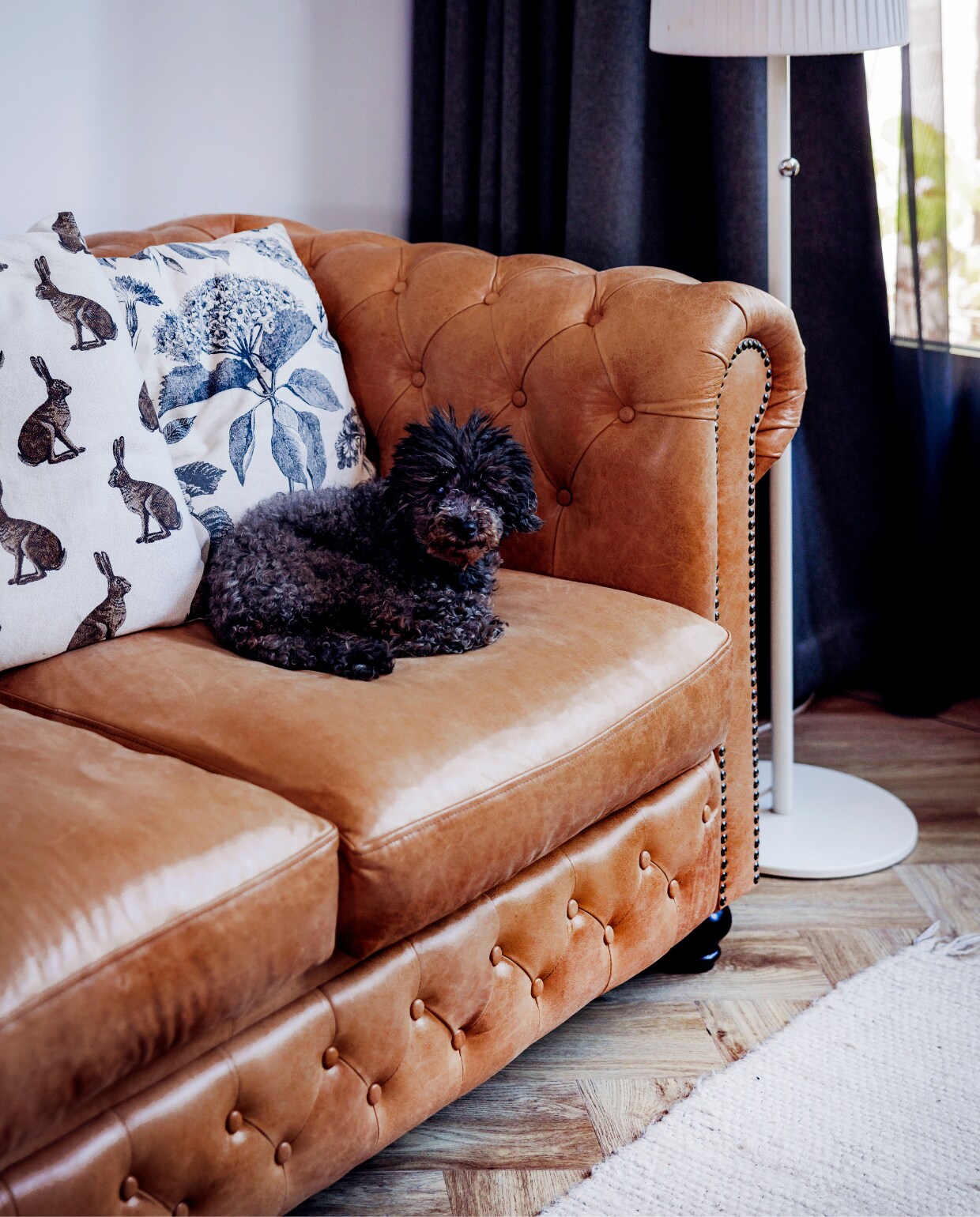 Chesterfield bank met labradoodle van Andrea Hollebeek vtwonen 10-2024 | fotografie Ernie Enkelaar