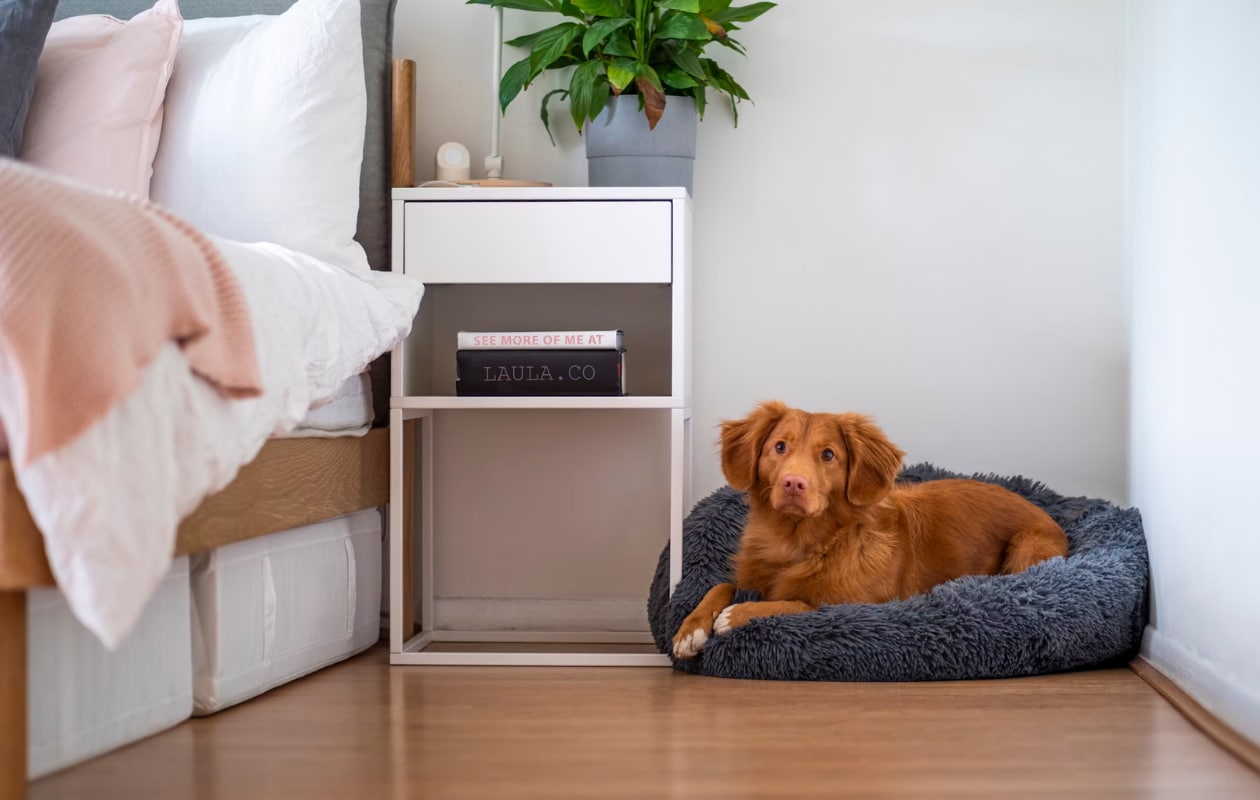 Wel of niet met je huisdier in bed slapen? Tips voor een schone slaap Unsplash
