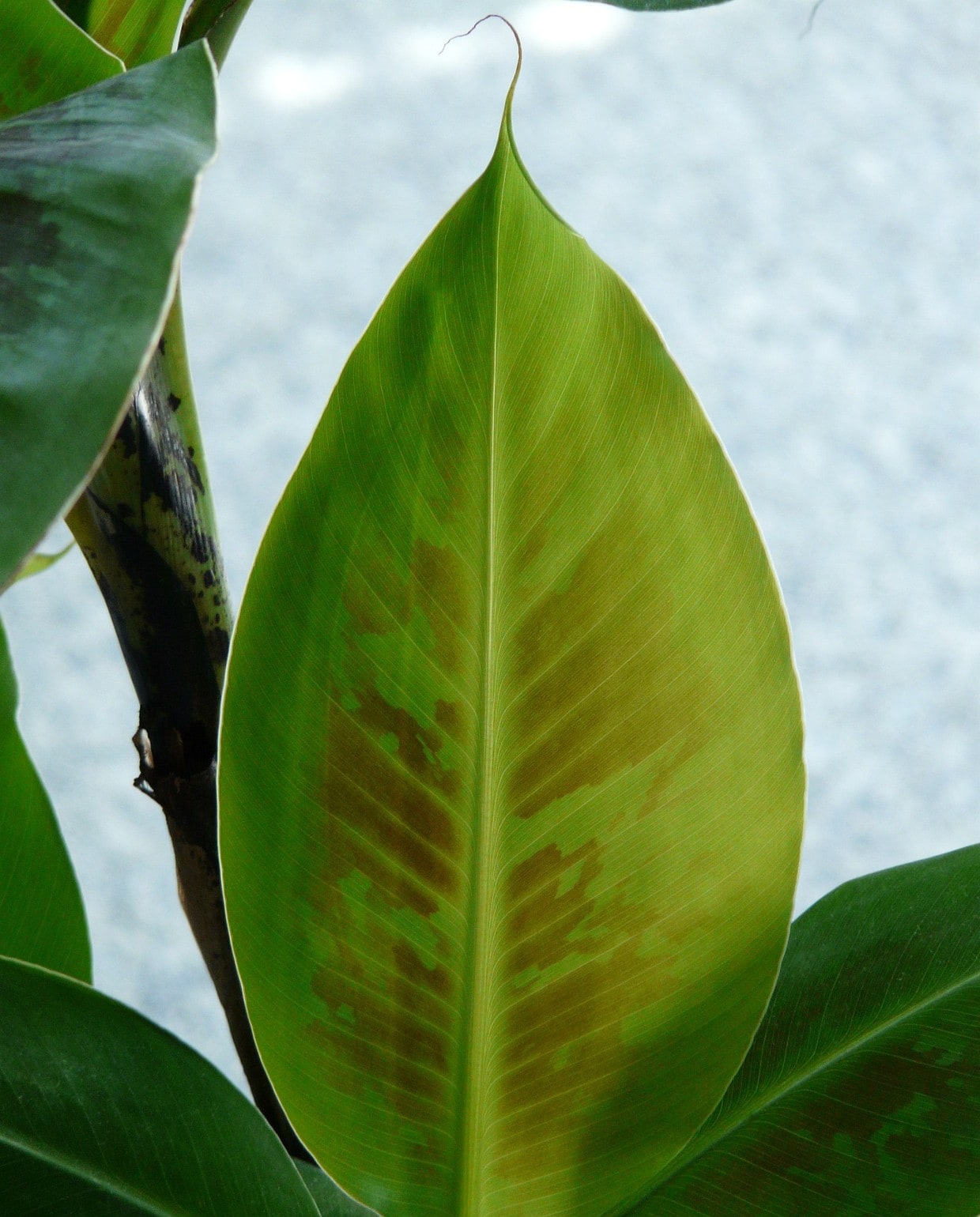 Bananenplant (Musa) Pixabay