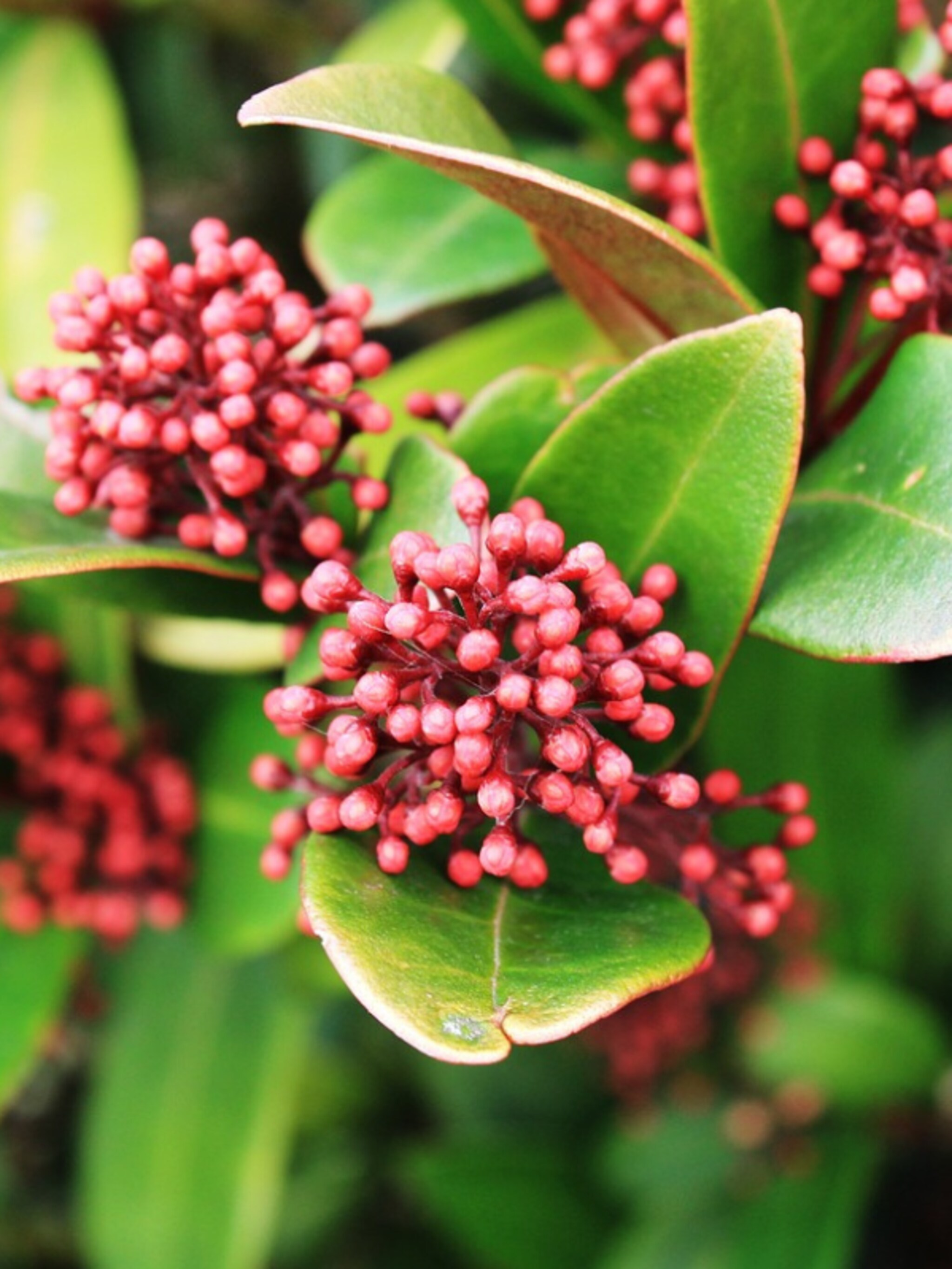 skimmia