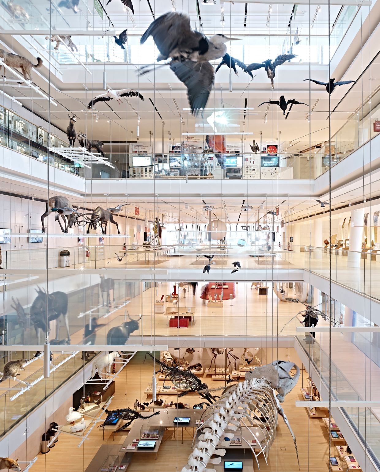 Het Museo delle Scienze, ook wel Muse, is een wetenschappelijk museum in Trento, Italië. Carlo Baroni