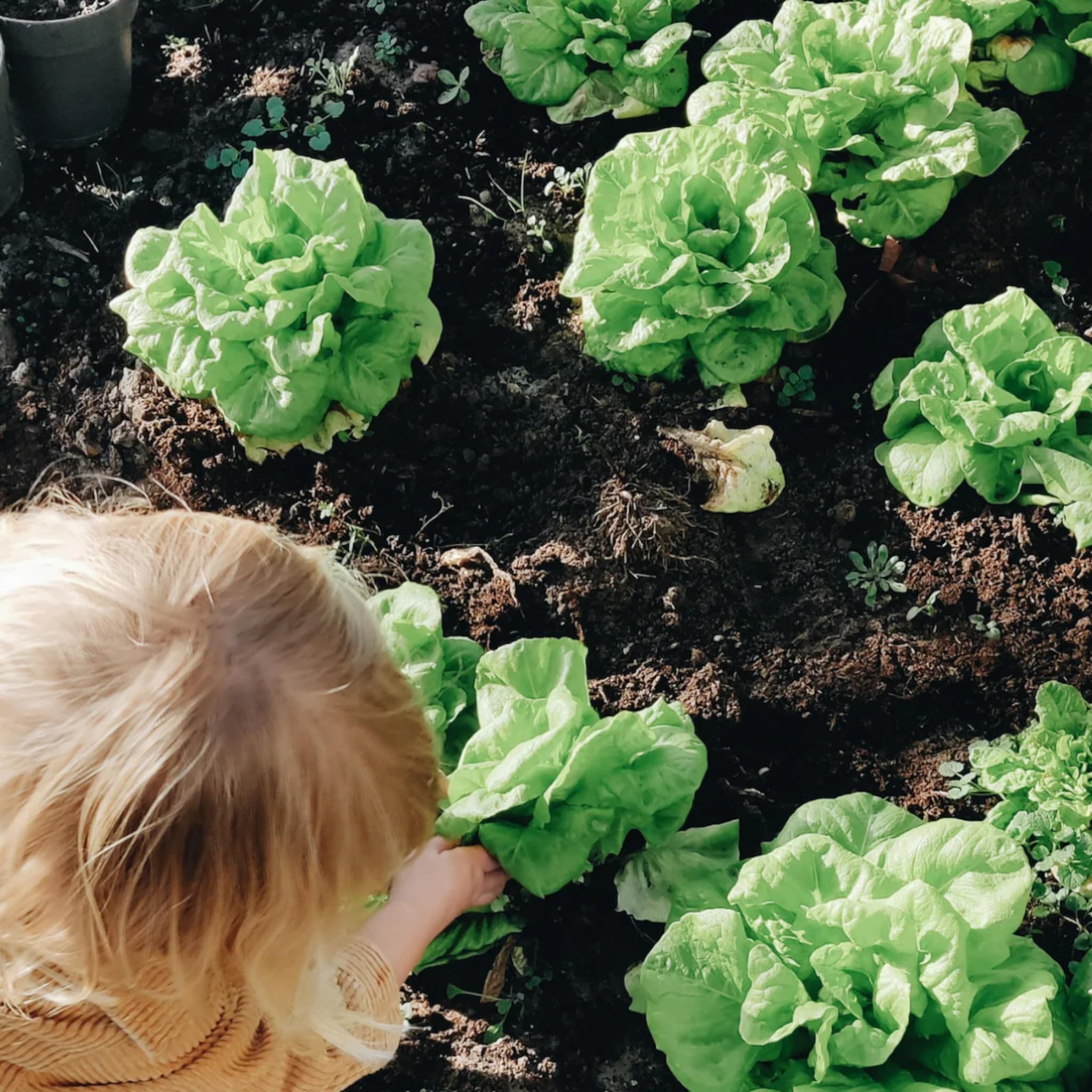 Sla uit eigen tuin