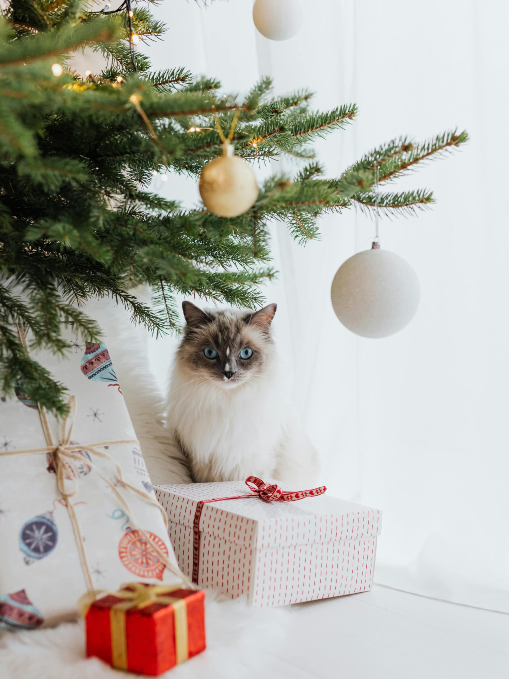 kat weghouden bij kerstboom