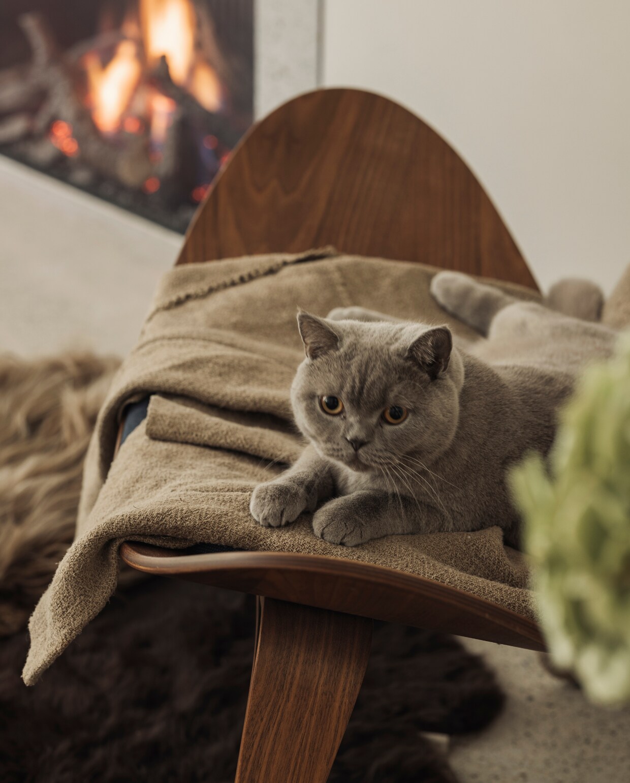 Poes Philibert op Shell Chair van Carl Hansen met een plaid van Isabelle Yamamoto. Vacht Carine Boxy. stijlvol wonen 01-2025 | fotografie Tijs Vervecken