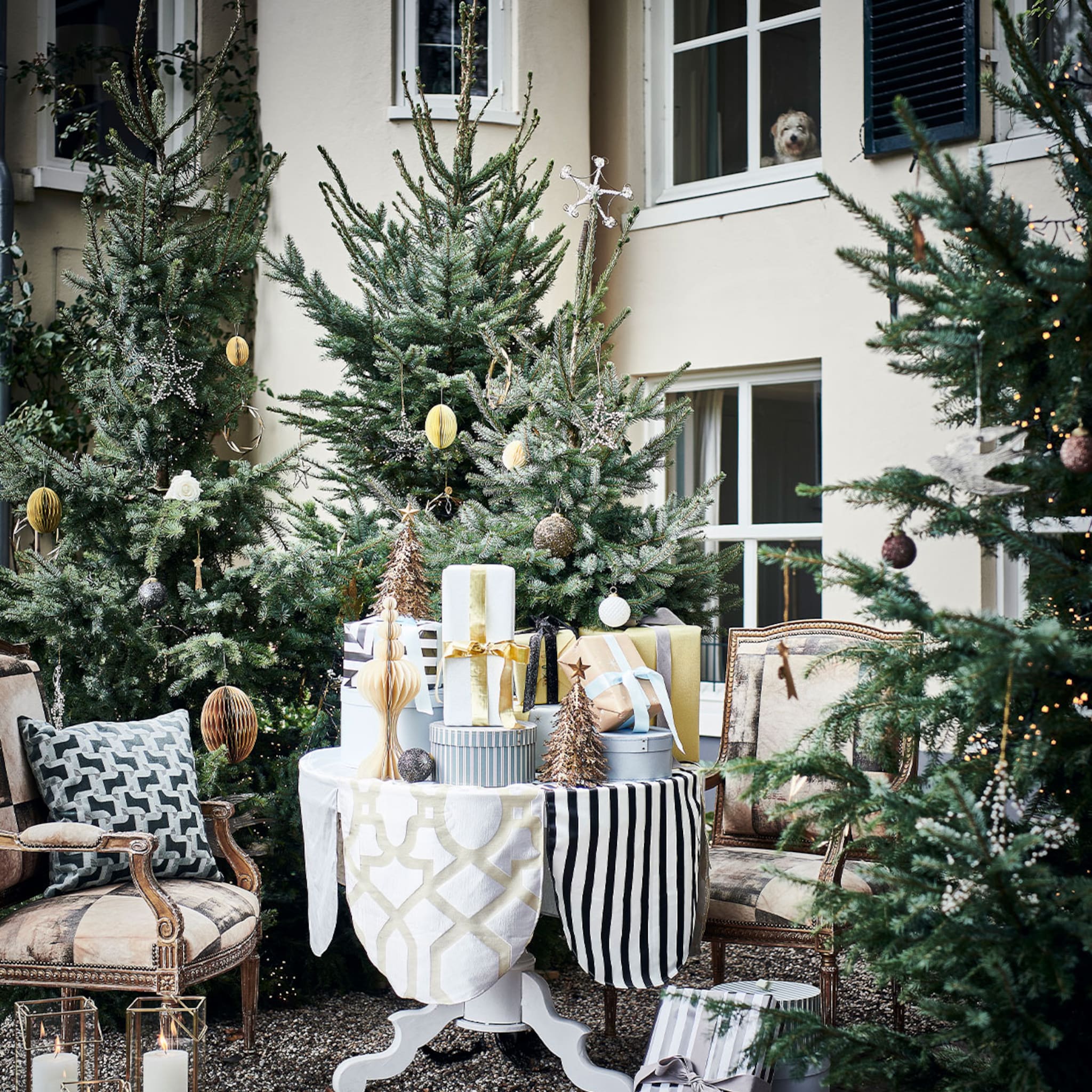 Kerstbomen in de tuin