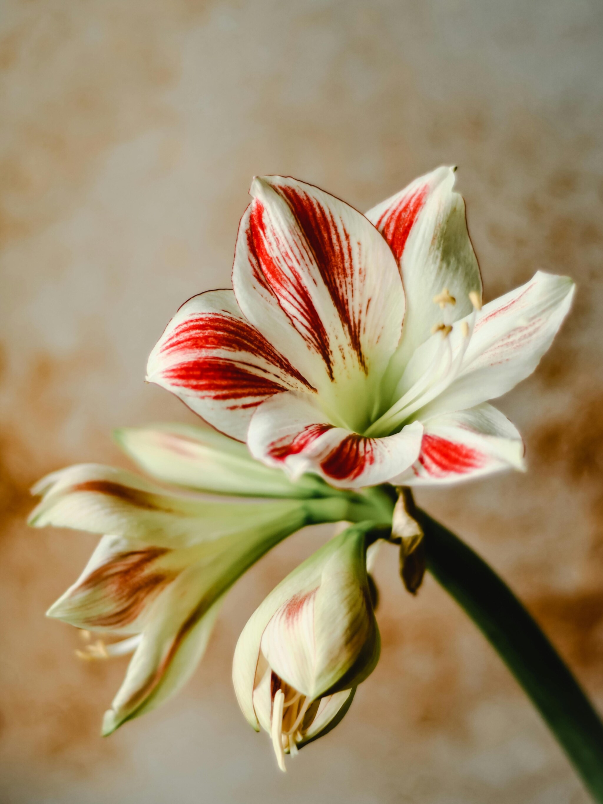 feestelijke planten voor kerst verzorging