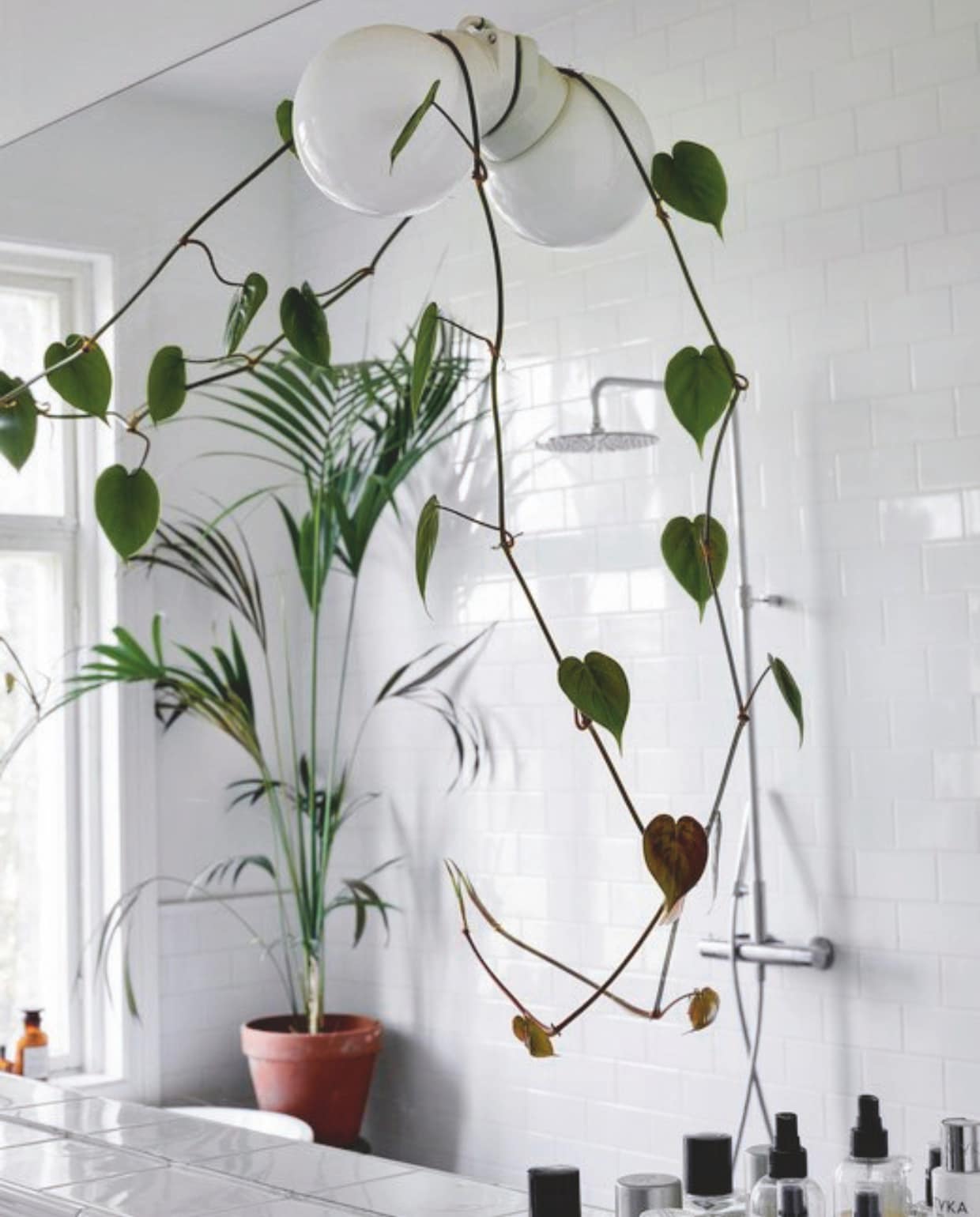 Klimplanten en palmen zorgen voor groen tijdens de lange Finse winters. vtwonen 13-2024 | productie Jonna Kivilahti | fotografie Krista Keltanen
