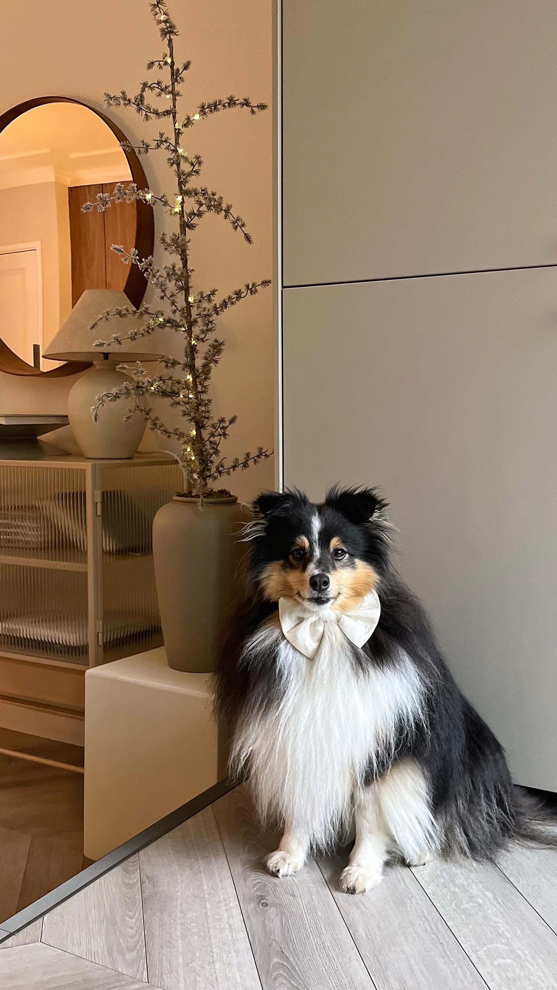 zo viert de vtwonen redactie kerst: hond Kees van Robin Robin Pakvis